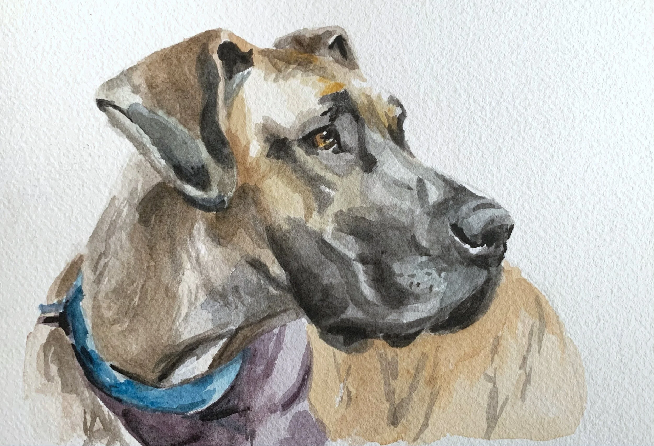 Watercolor painting of a large dog with a tan coat, black facial markings, wearing a blue collar, looking to the right against a plain white background.