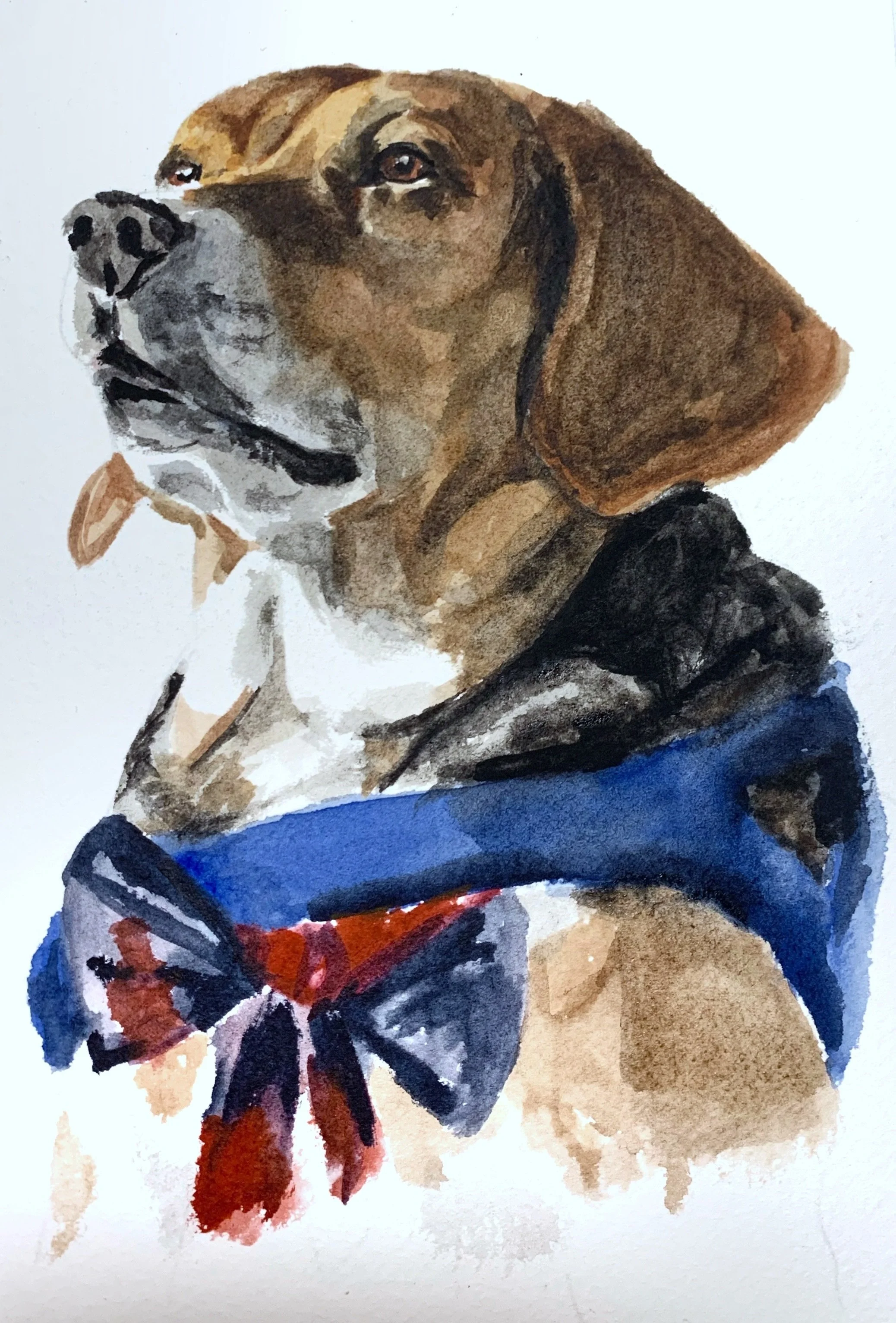Watercolor painting of a beagle dog wearing a blue and red bandana with a bow.