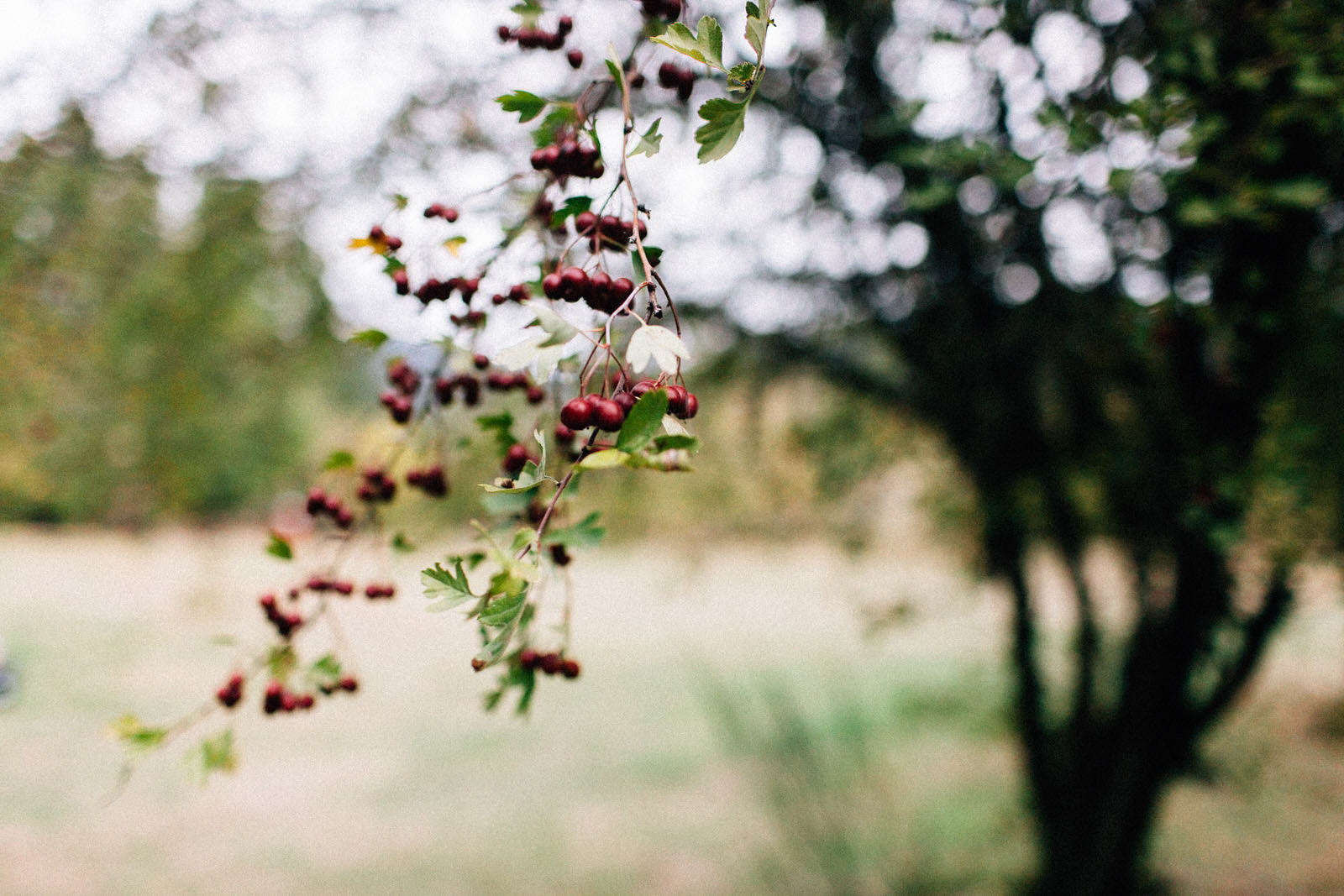christina will pendarvis farm woodland wedding oregon forest fuck yeah weddings kendall shea outdoor ceremony