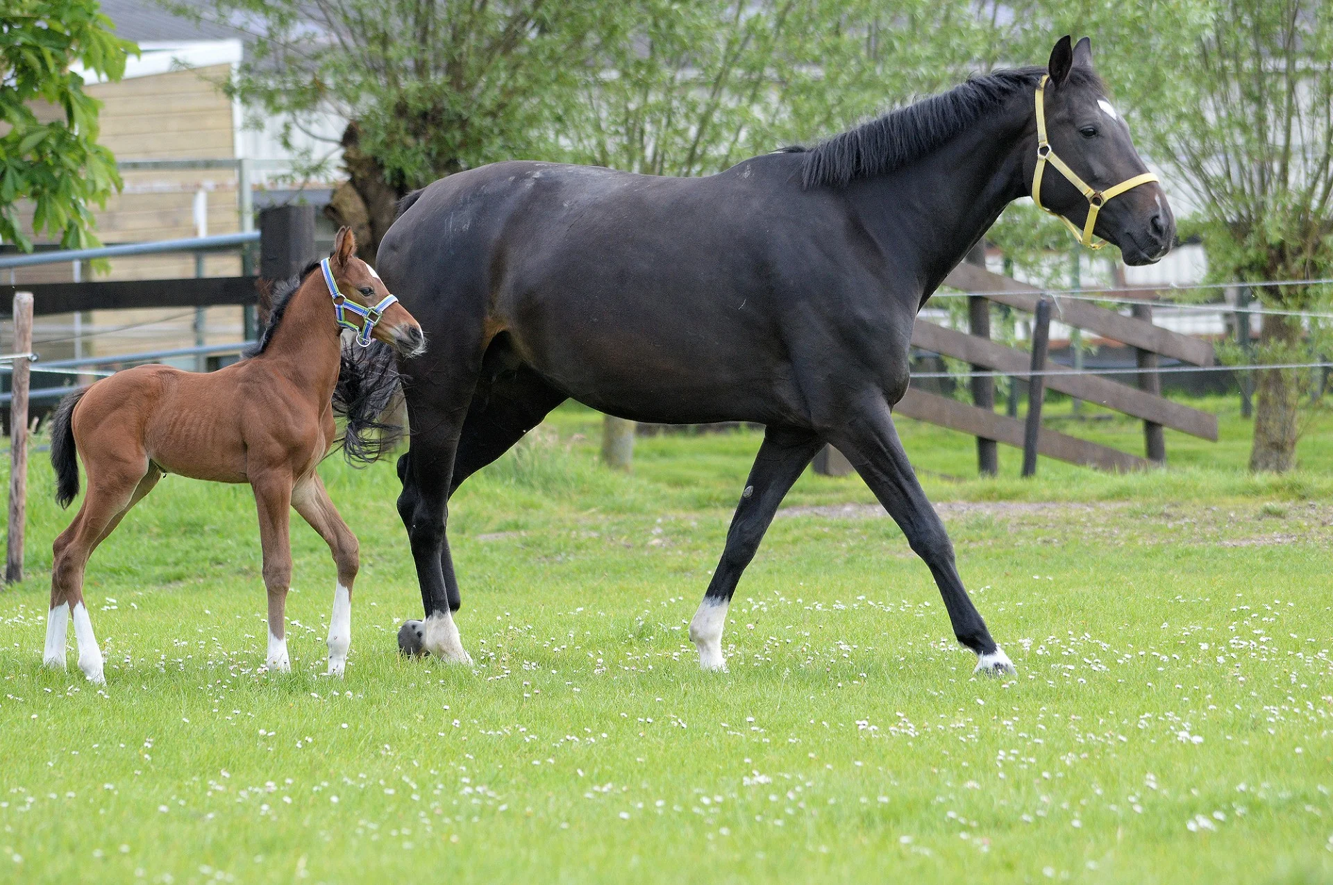 horse-and-pony.jpg