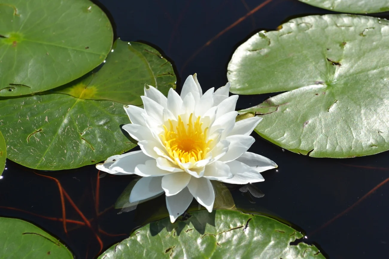 lillypad.jpeg