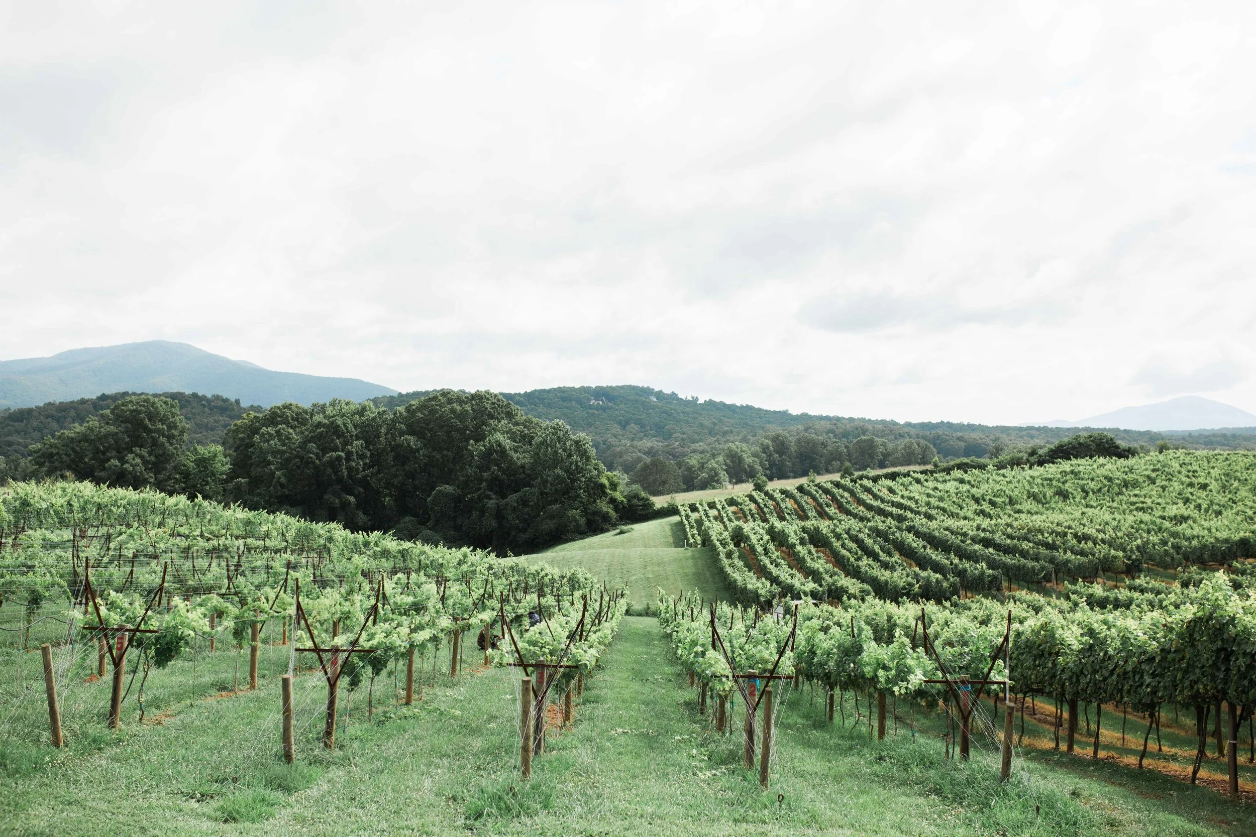 Kaya Vineyards North Ga