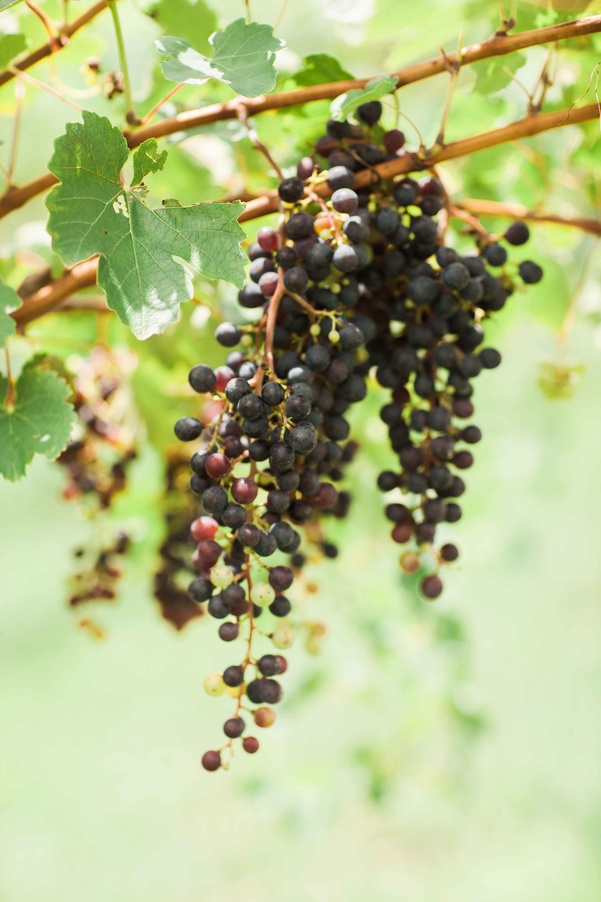 North Georgia Wedding grapes in vineyard