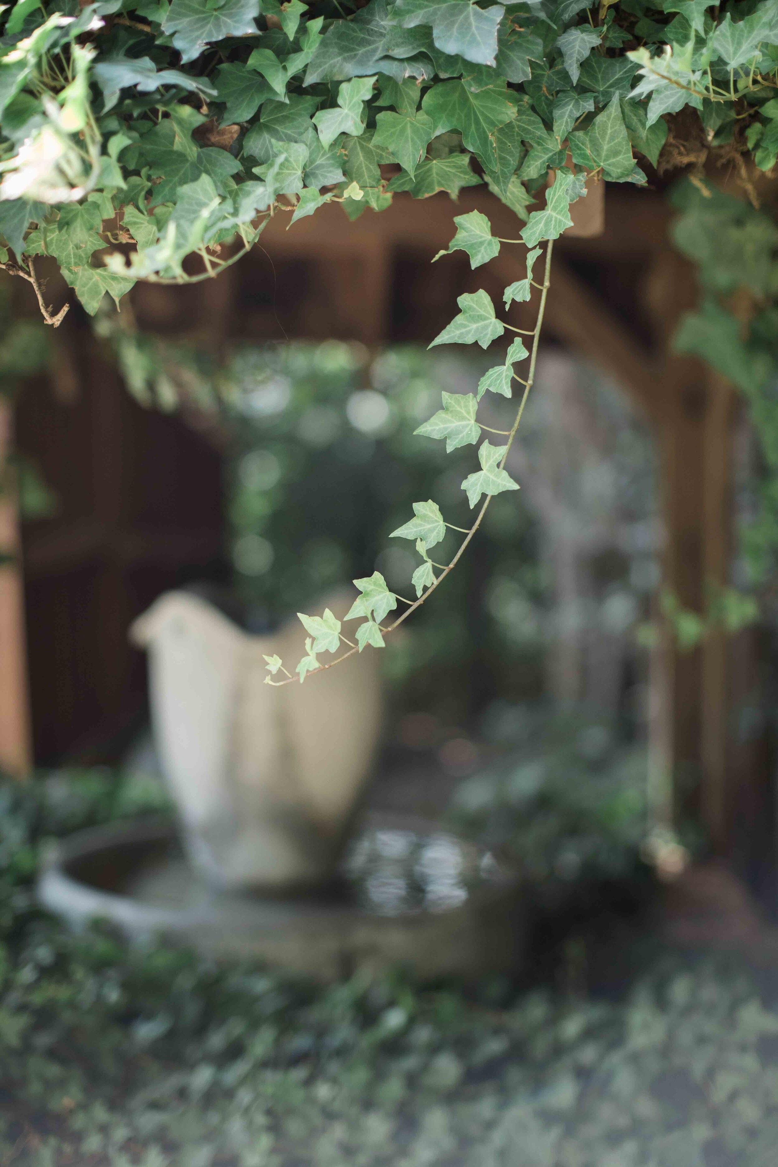 hanging ivy vines