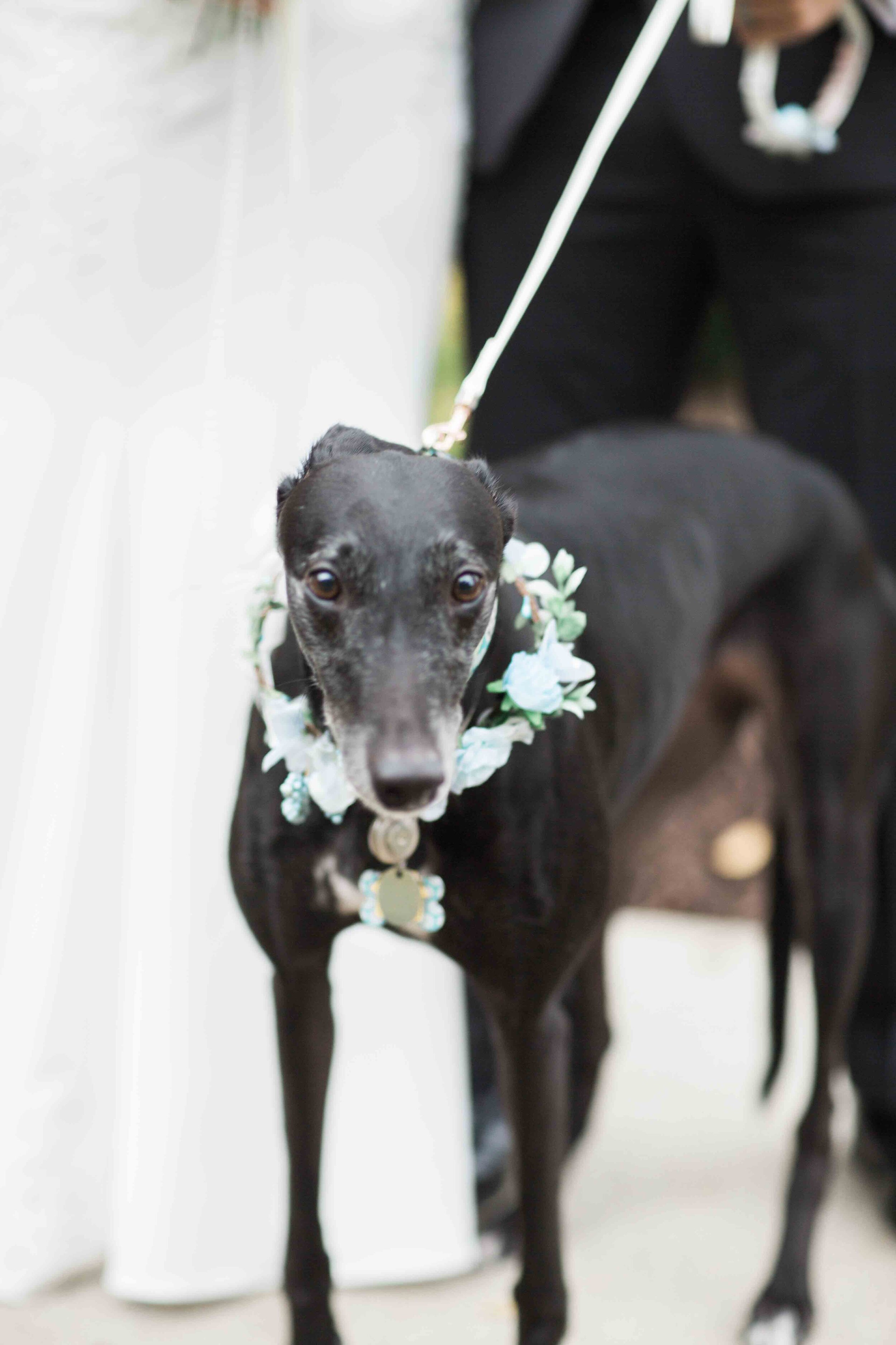 cute family greyhound with flower crown leash