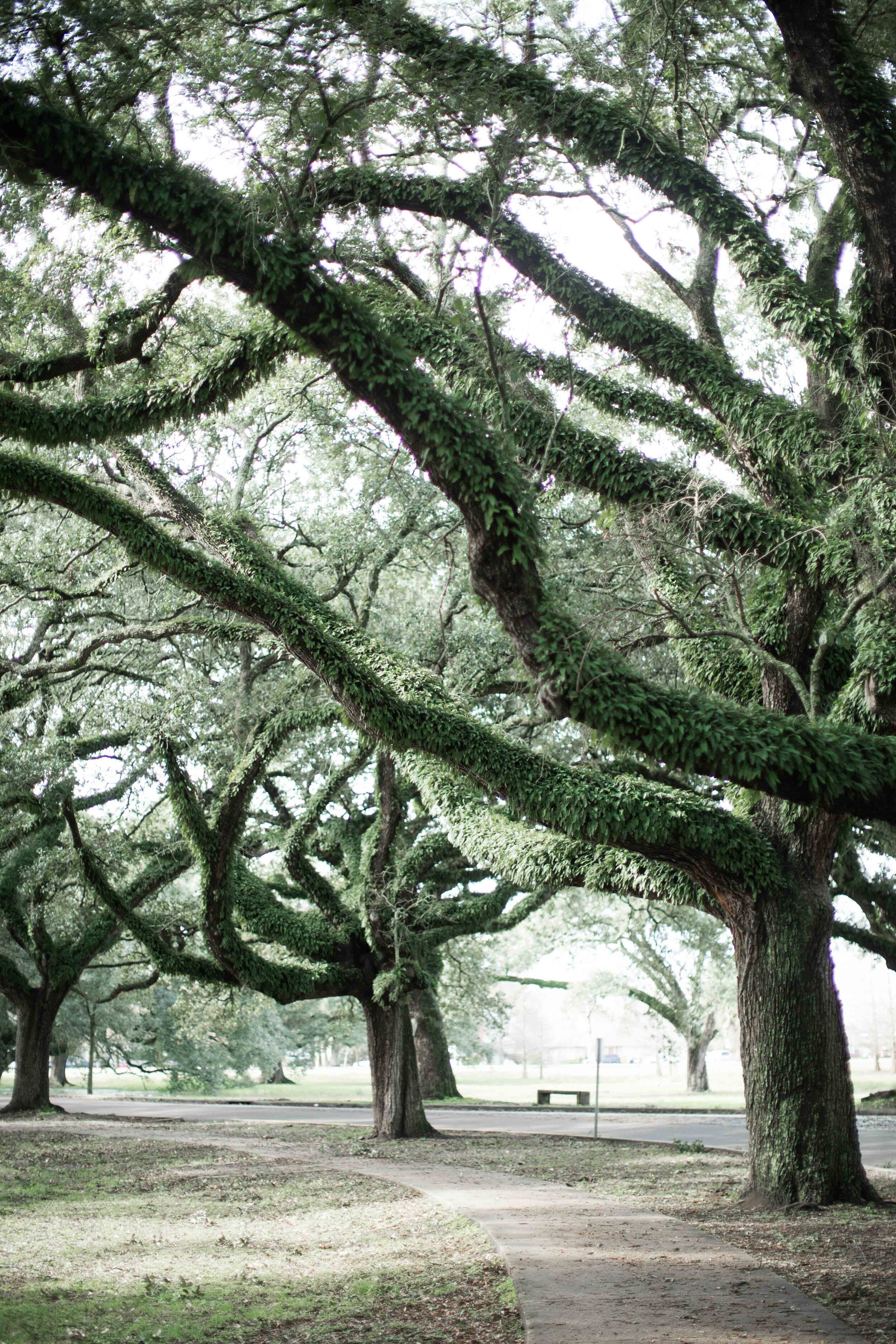 Iconic New Orleans City Park Oak trees with moss