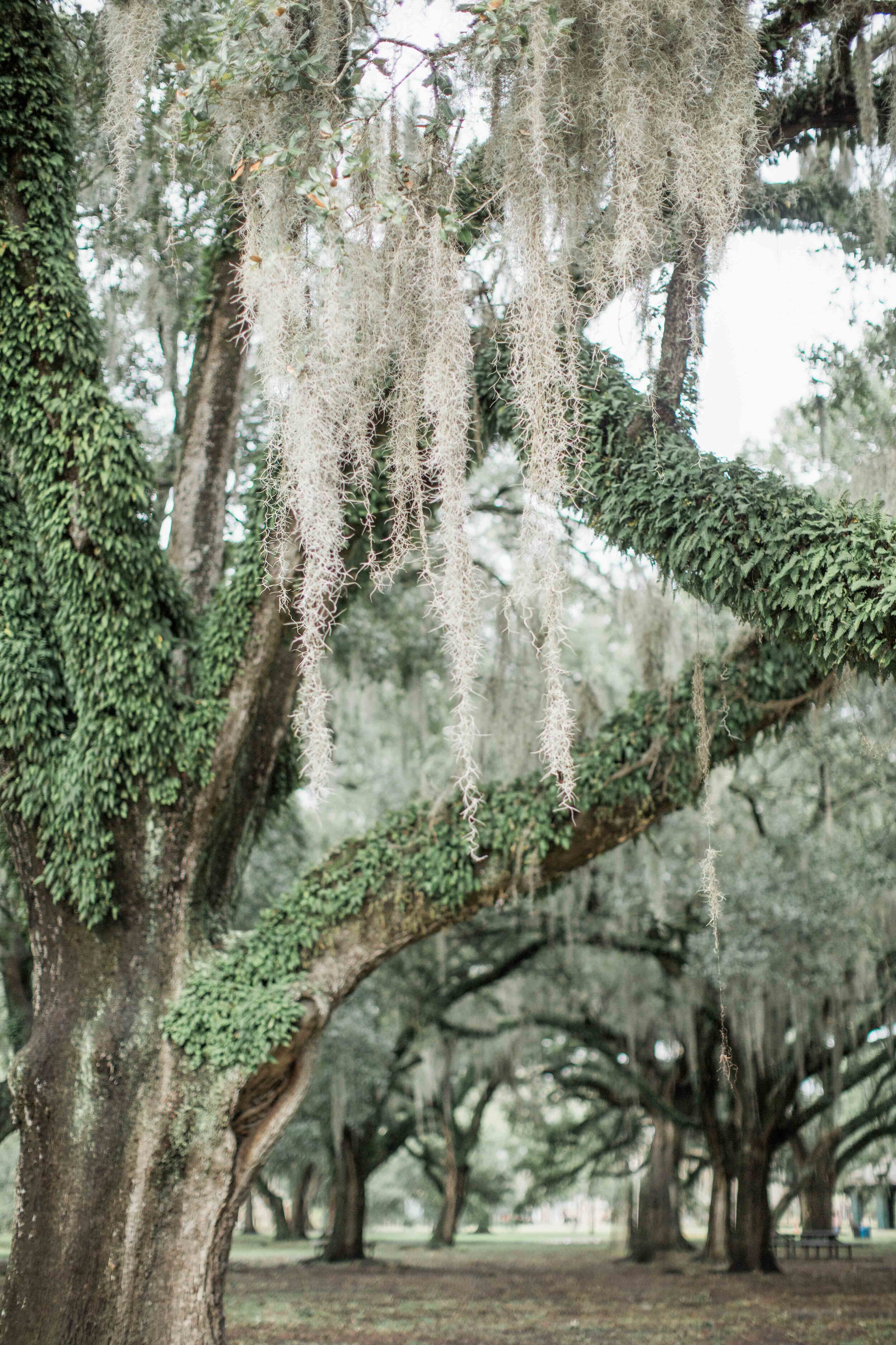 New Orleans City Park Moss Trees (Copy)