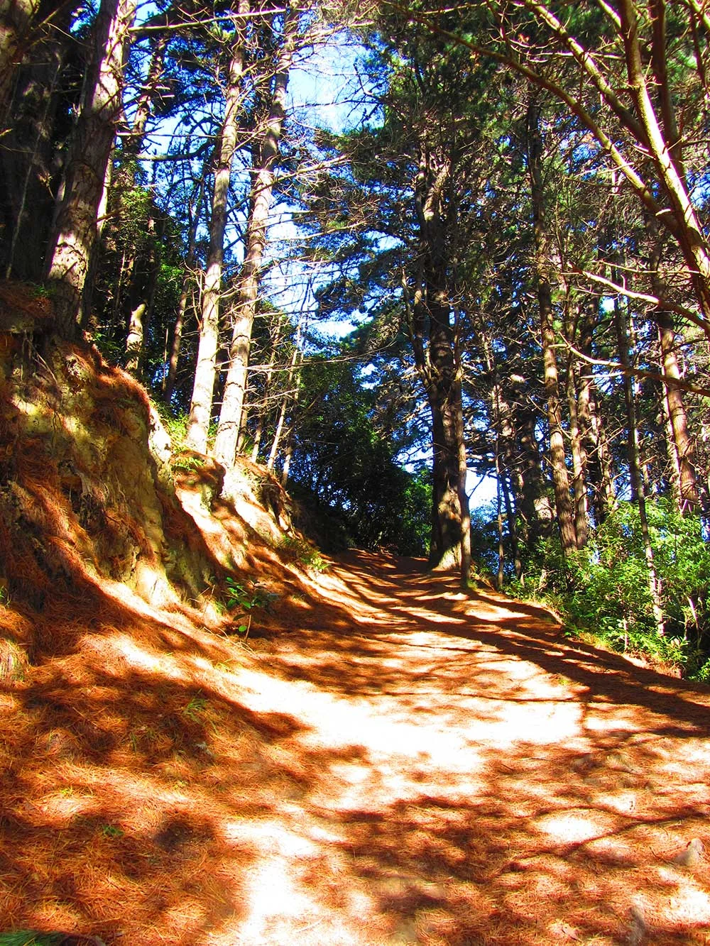  It's easy to walk from Roseneath to the city through the Town Belt. 
