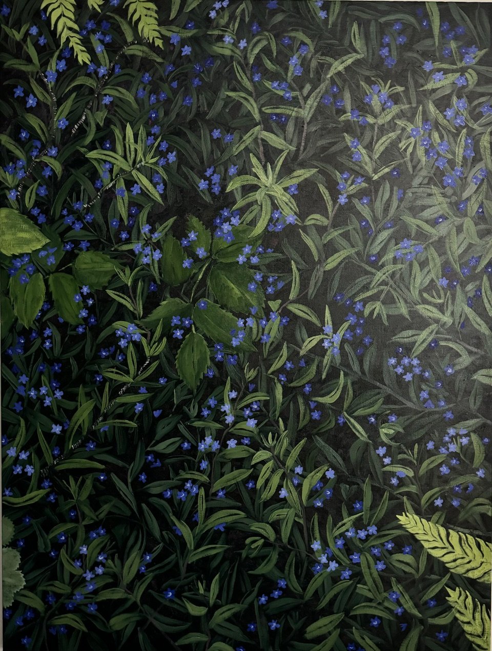 Nighttime in my blue garden (Buglossoides) 
