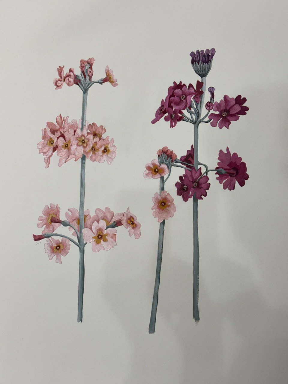 Candelabra Primulas