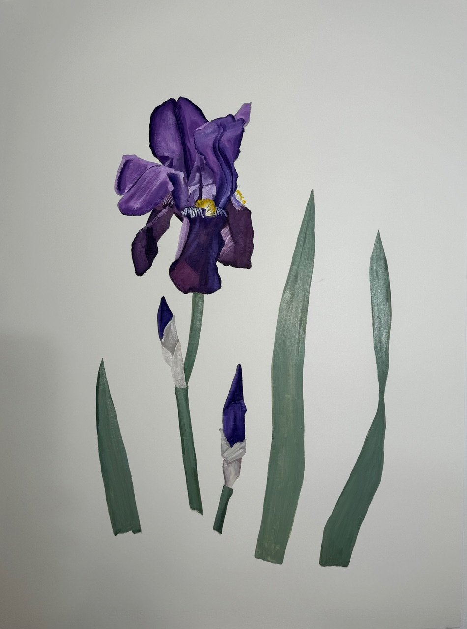 Bearded Iris