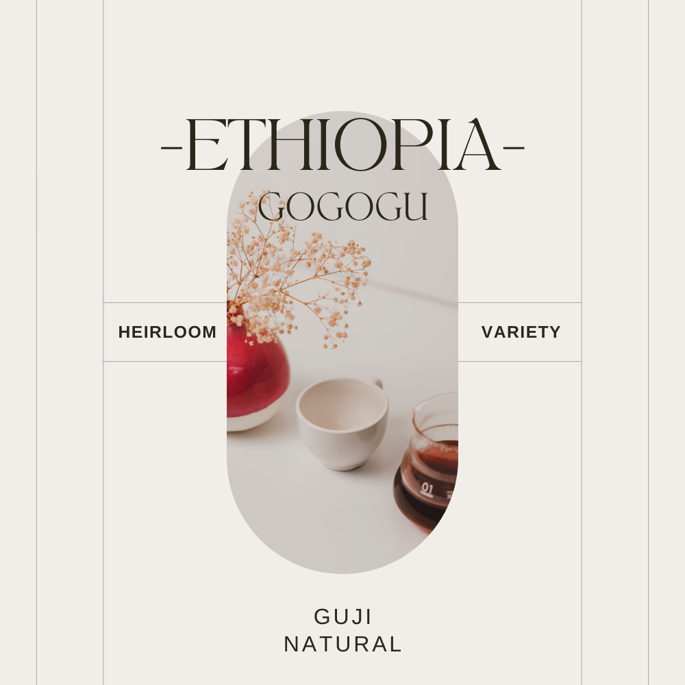ETHIOPIA - GUJI - GOGOGU - NATURAL