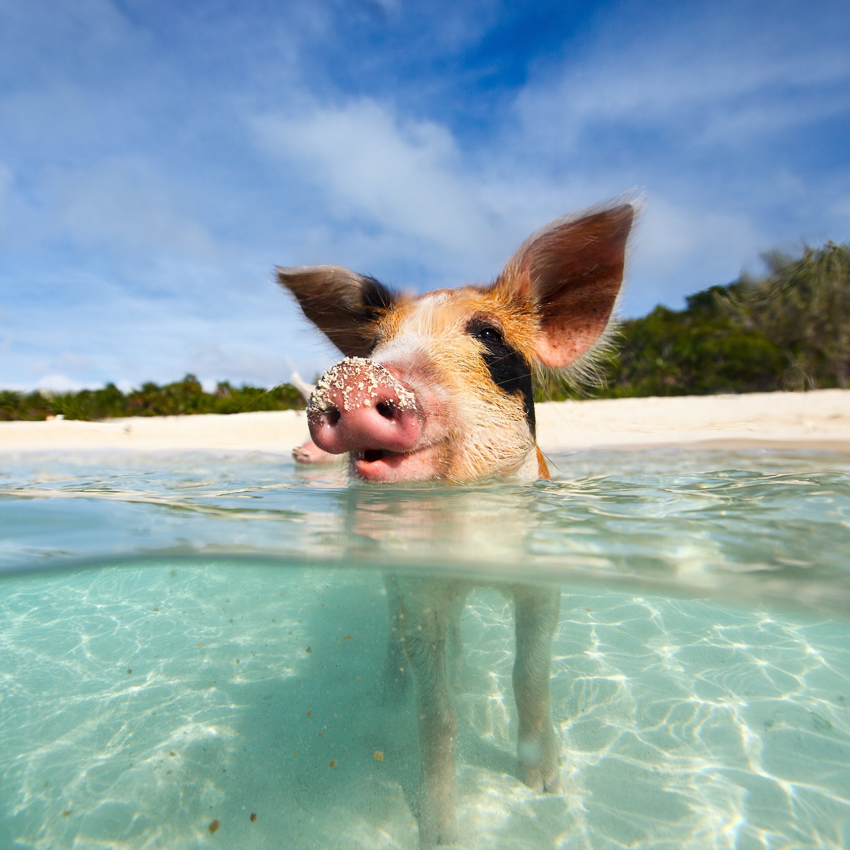 Pig.jpg