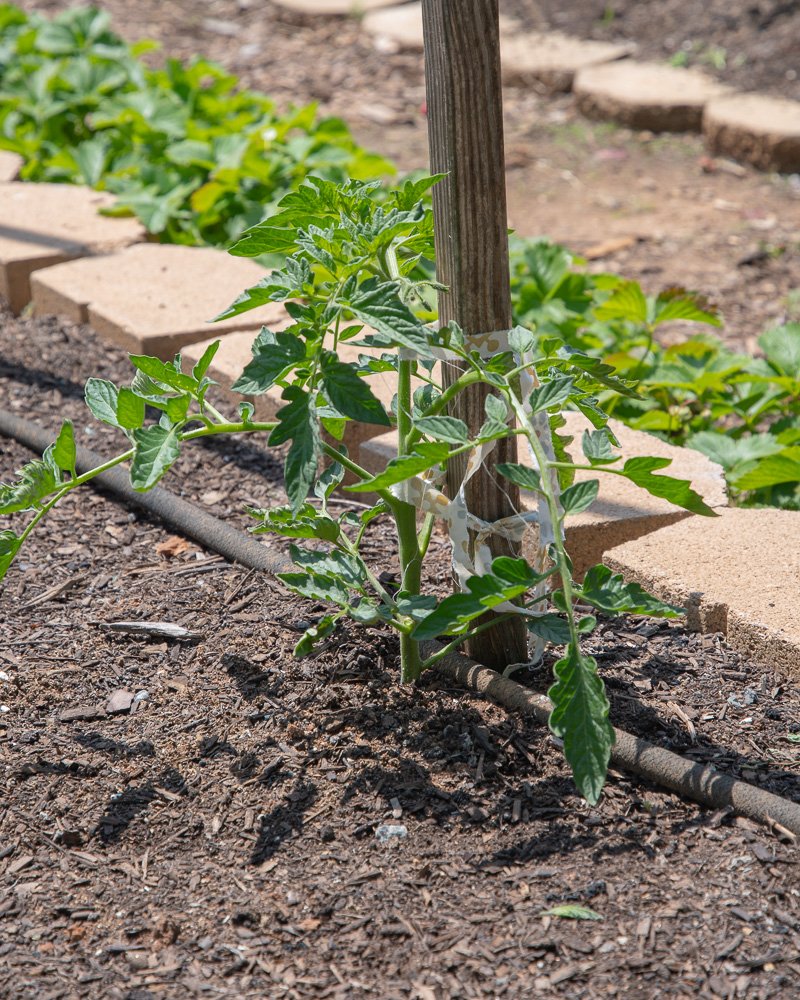 Ruler measuring growth on a newly planted tomato plant in a