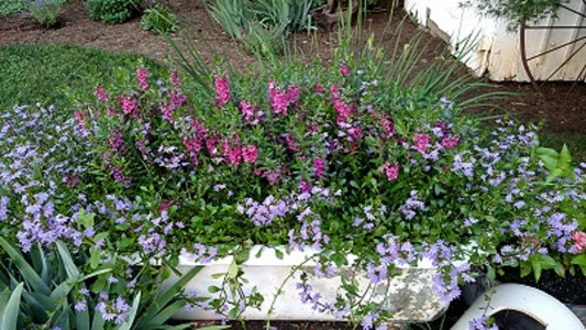 Planning Your Flower Garden