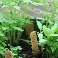 Vegetable Gardening for Beginners
