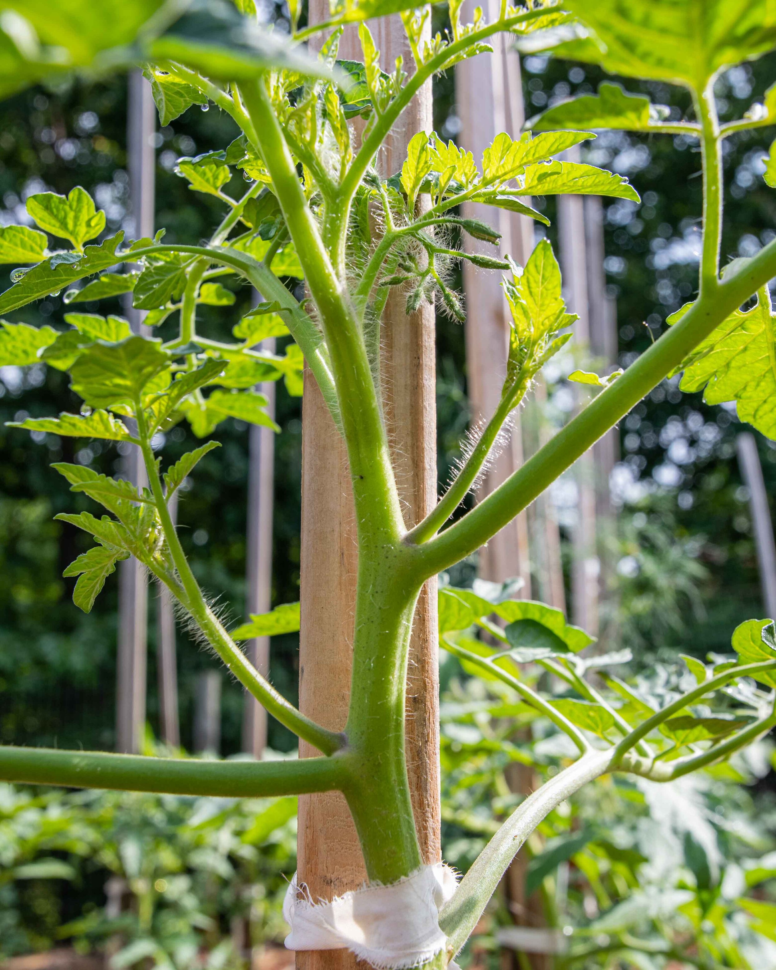 Pruning and tying up tomato plants — Corner Store Garden Center