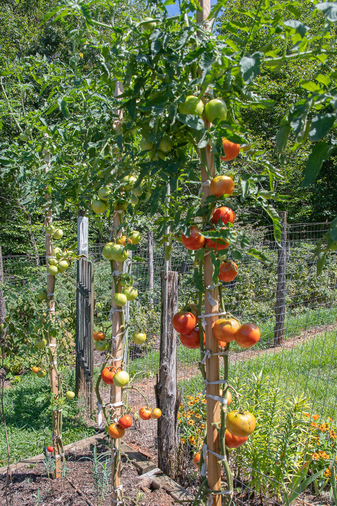 Is it time to pull out my tomato plants? — Corner Store Garden Center