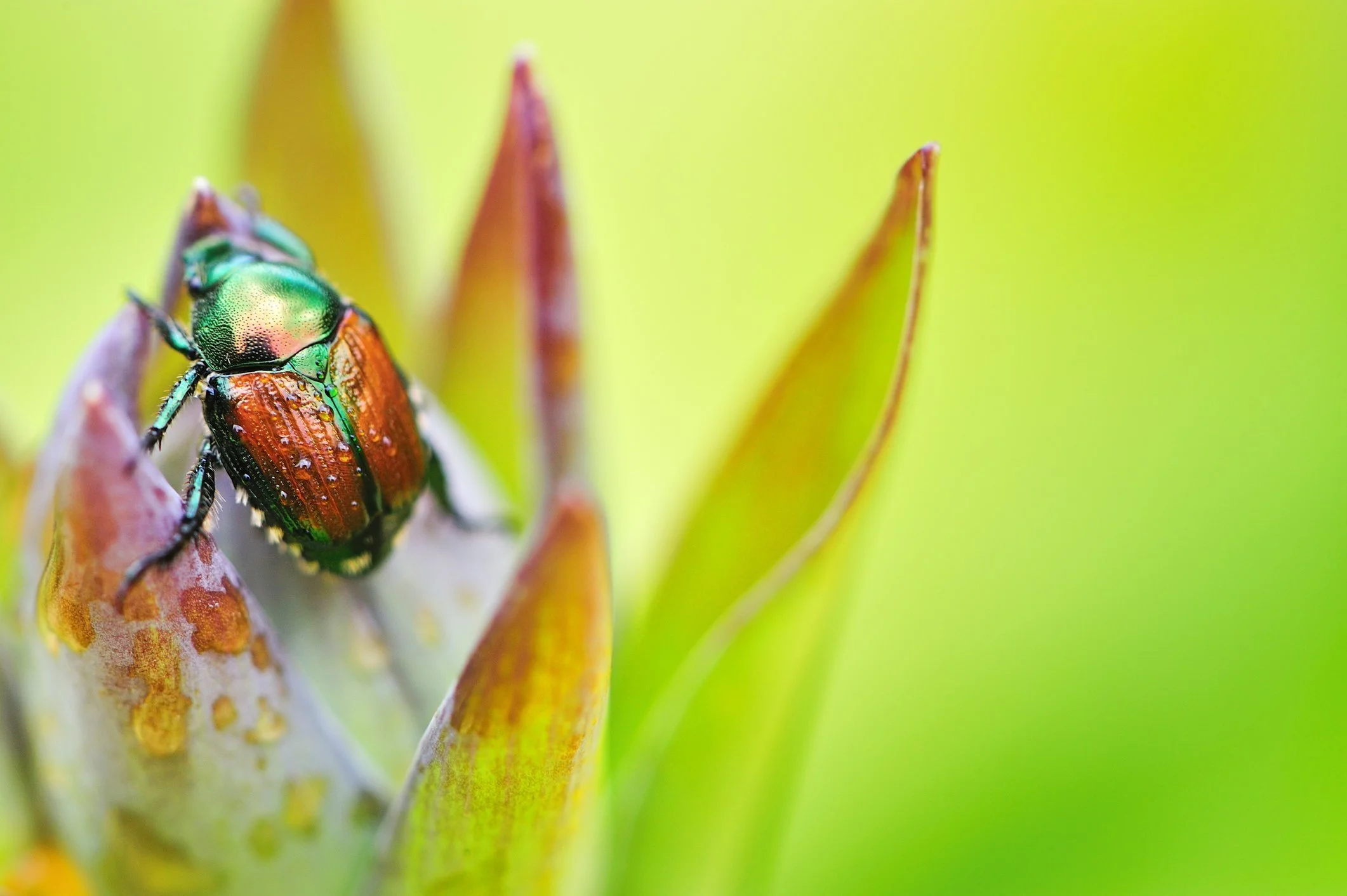 Natural Pest Control in the Garden