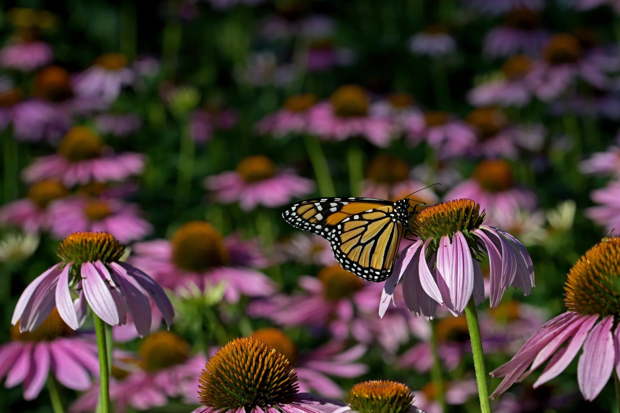 Native Plants For Your Garden