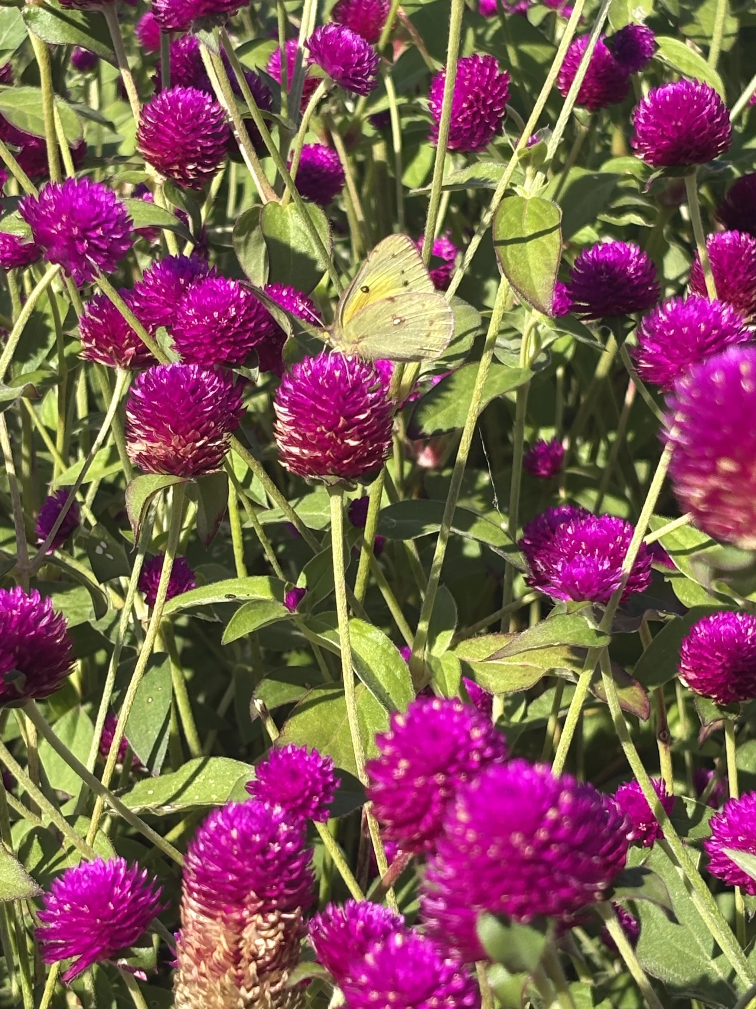 IMG_2726.jpeg