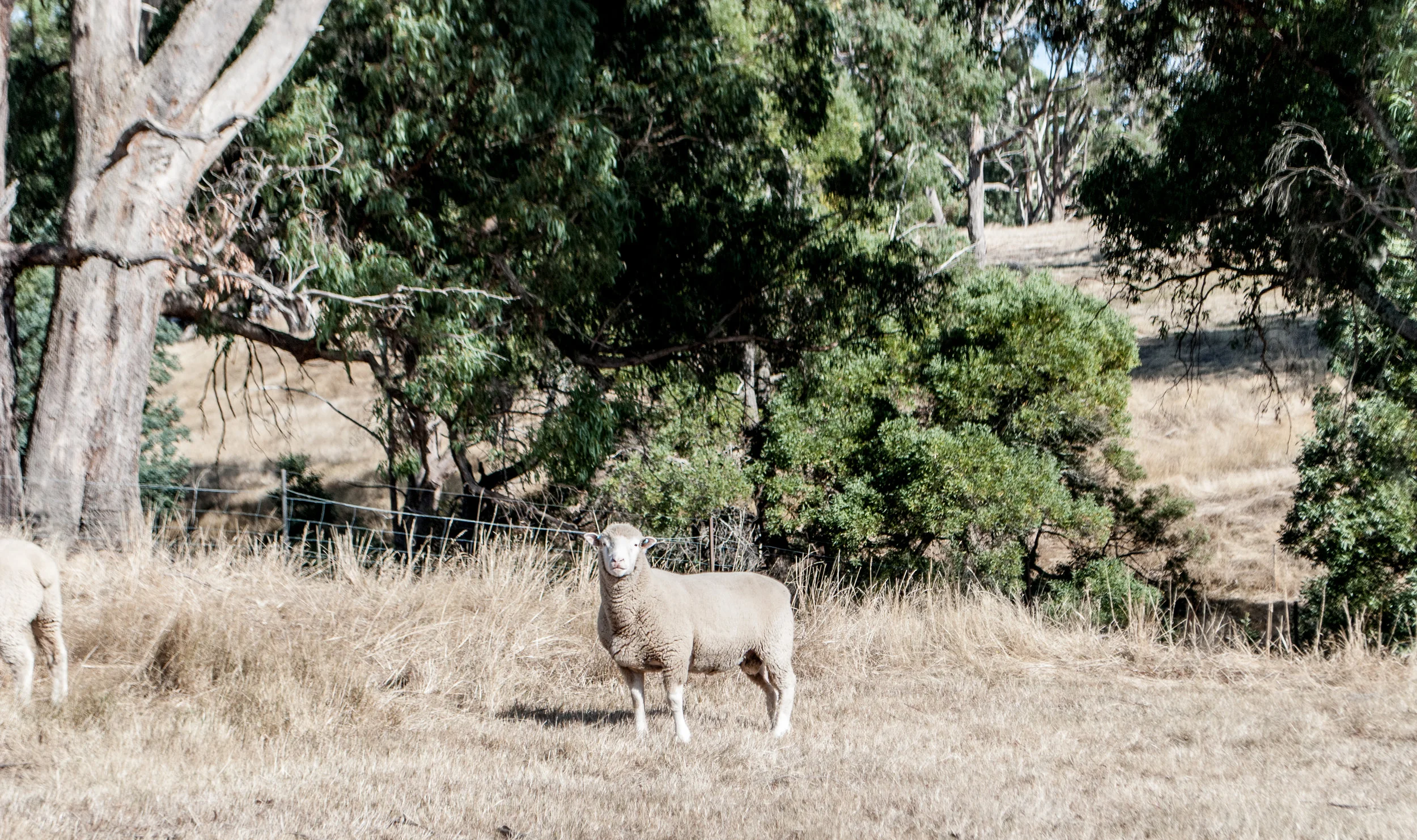 RAMS-0621.jpg