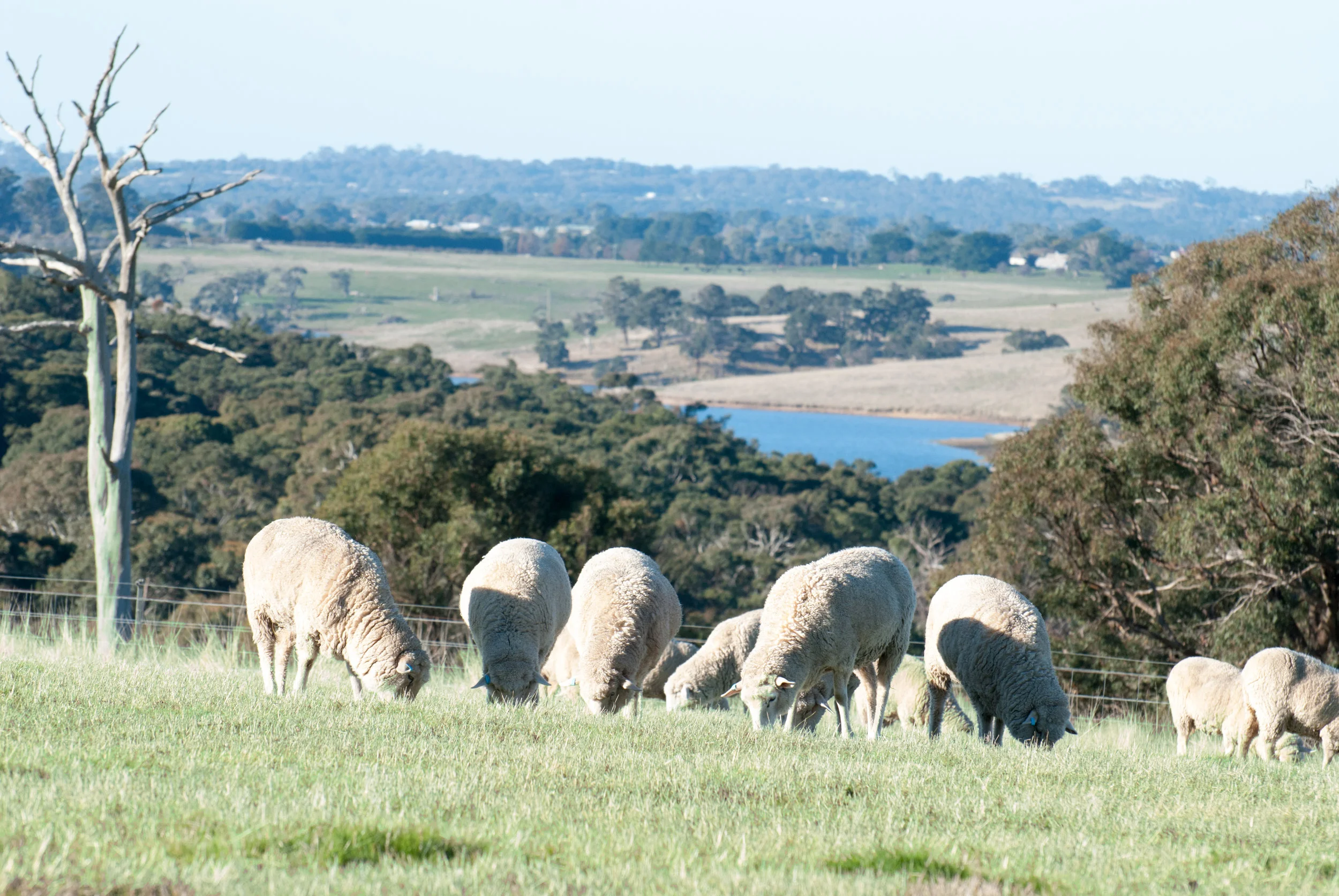 Flock-in-Top-Paddock.jpg