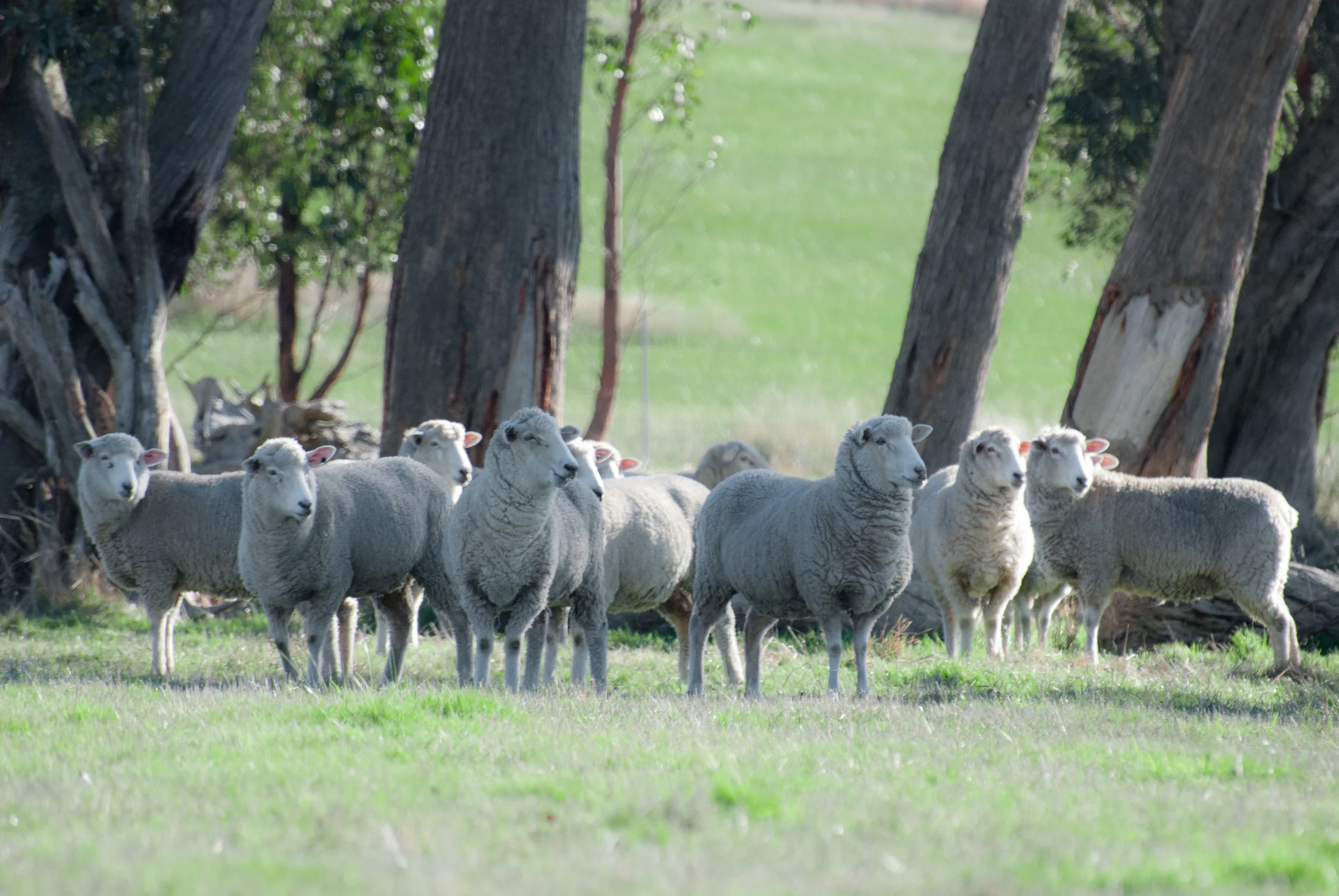 Pregnant Ladies Top Paddock Gums.jpg
