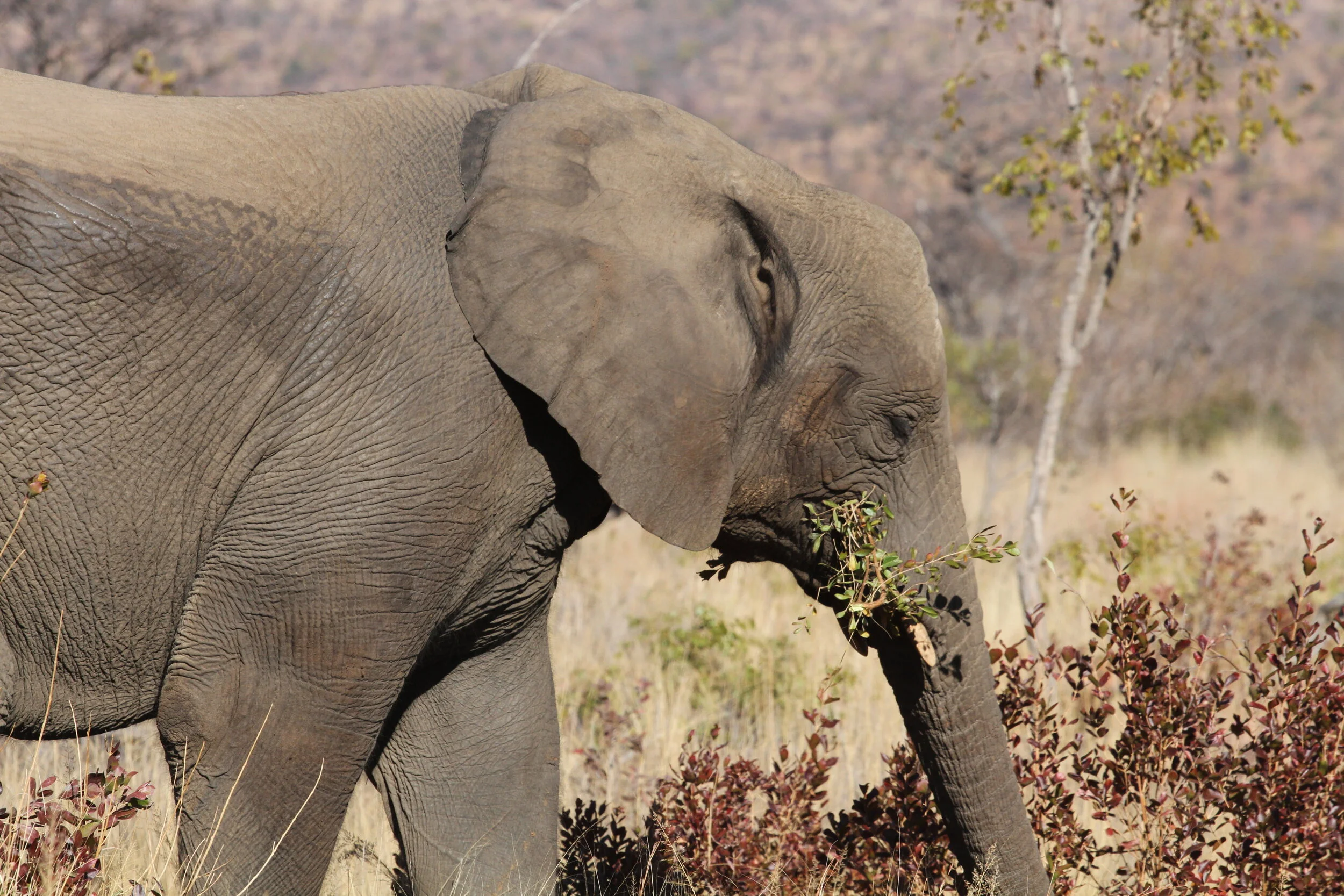 Elephant Eating.JPG