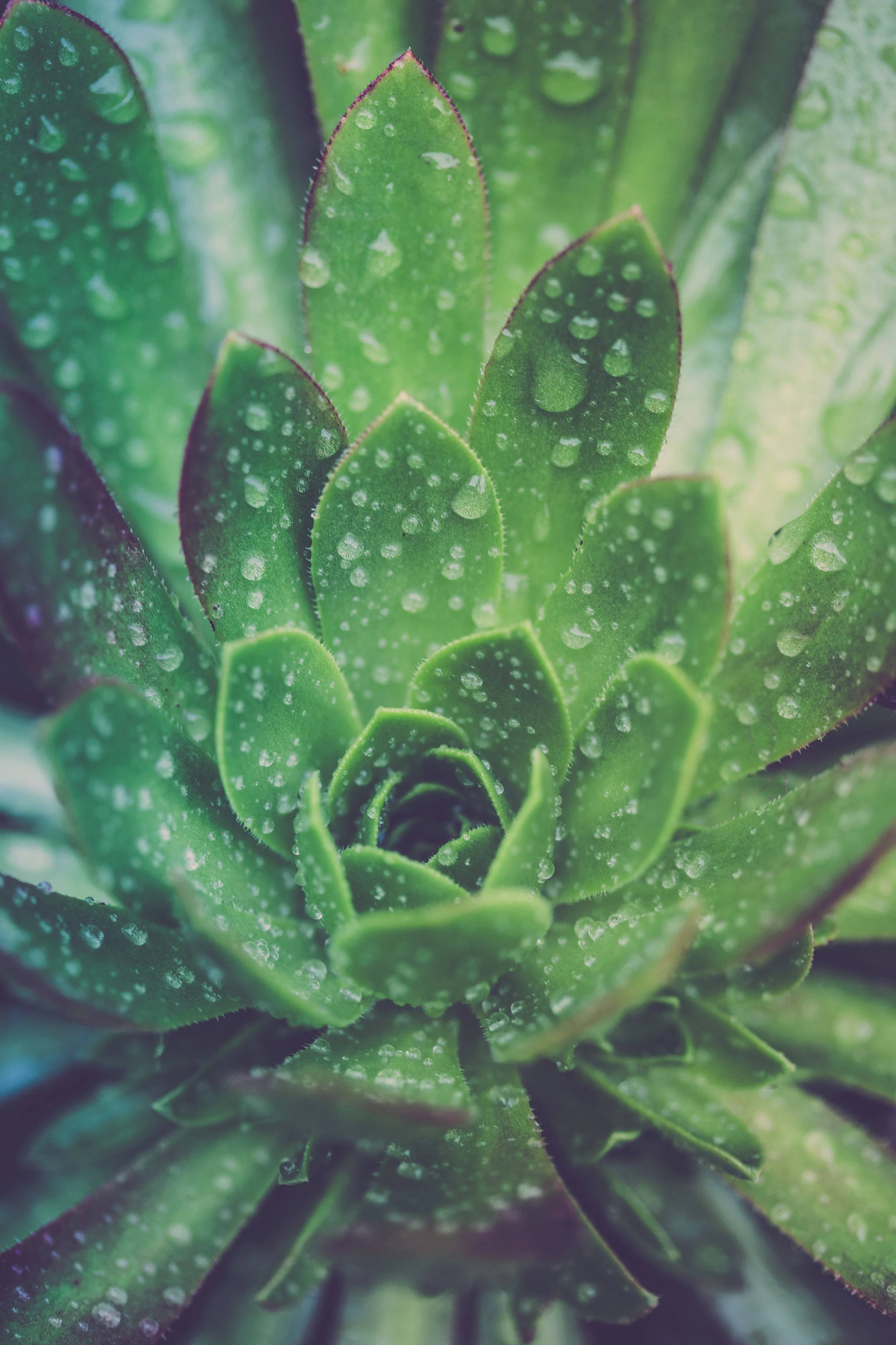 Post rainstorm beauty. I was outside of a tailor shop taking this picture and the owner came out and told me to pick a succulent to take home with me! I planted it, and it has already sprouted new life in four different areas since then. That simple act of kindness really made my day <3