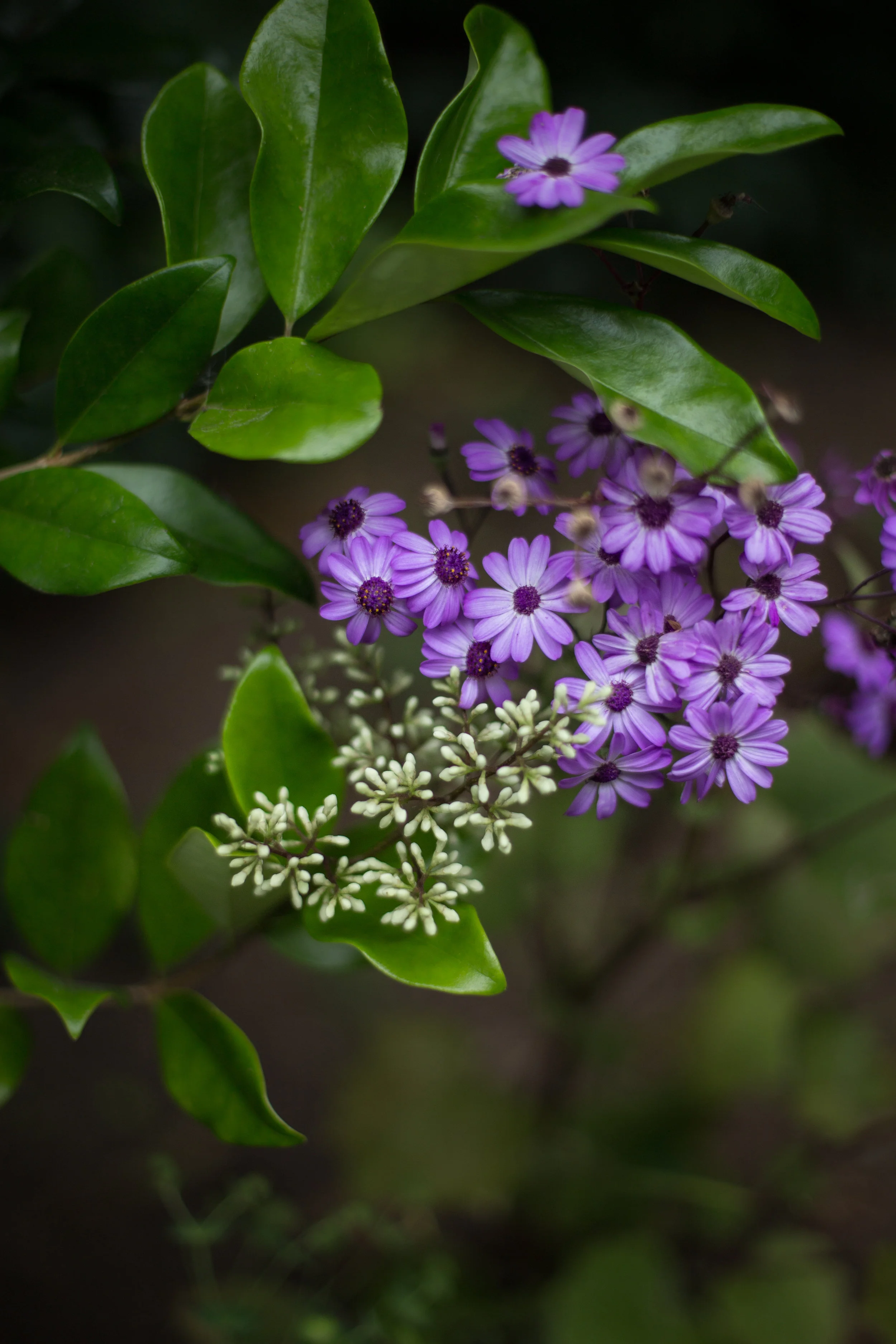 Beauty in the small things. 