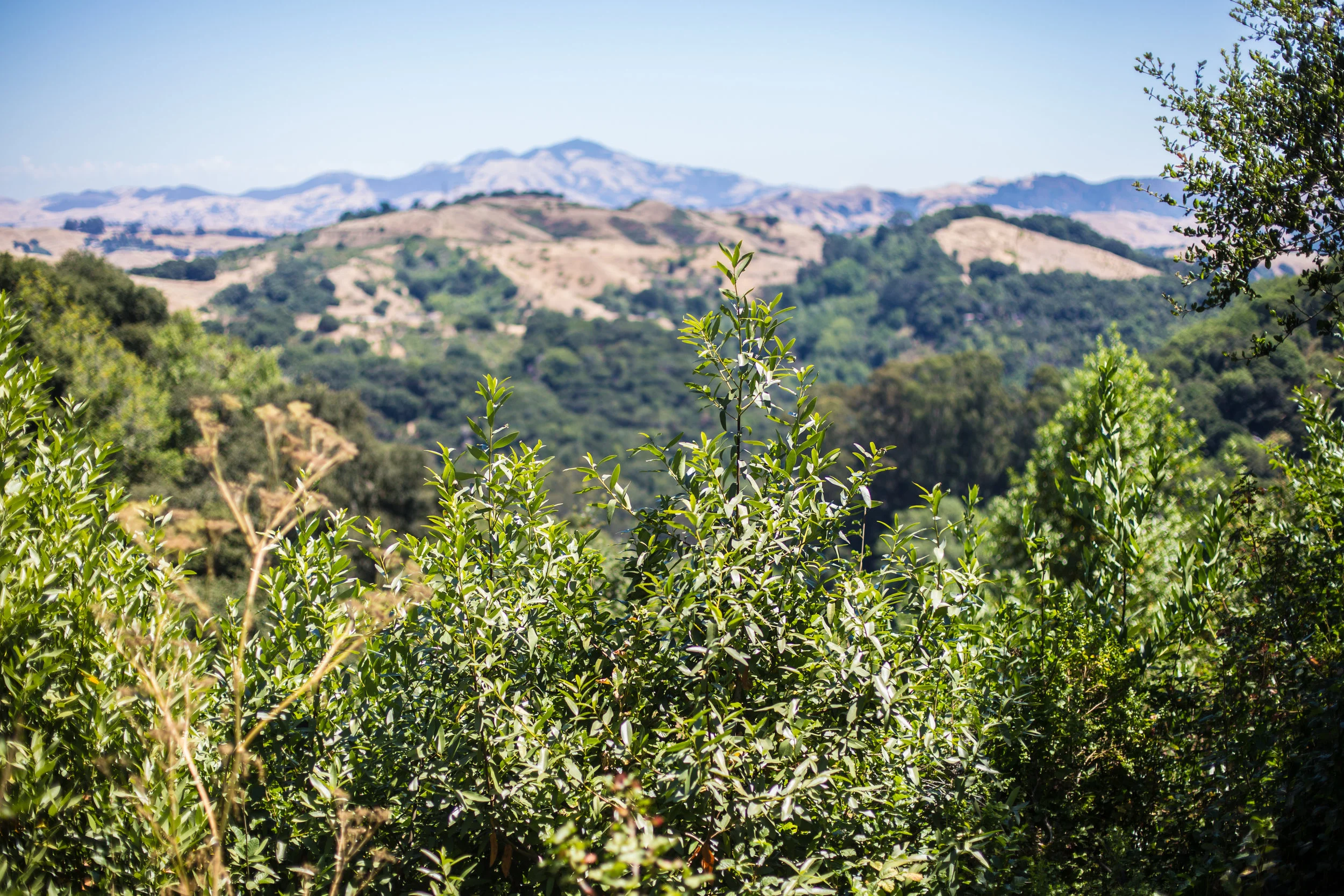 These California hills. I am amazed at how many parks and reserves that are here for a day hike. This was so peaceful and much needed after work! My mood is always lifted after a little bit of nature time. 