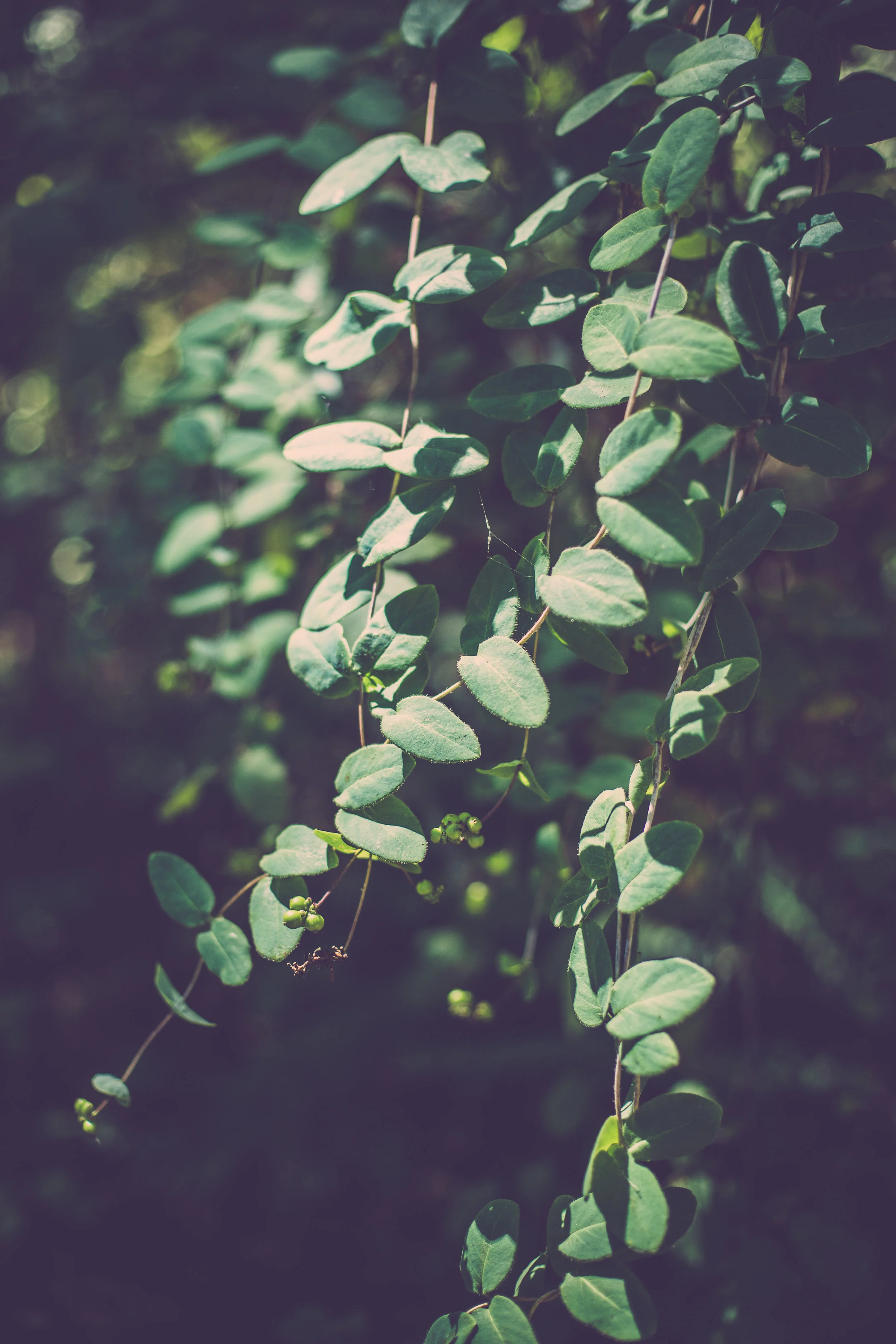 The color green, I feel like I'll be forever obsessed. It is so calming <3
