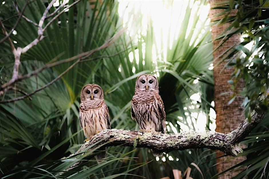 ChoZen Forest Bathing: Mindfulness & Mandalas