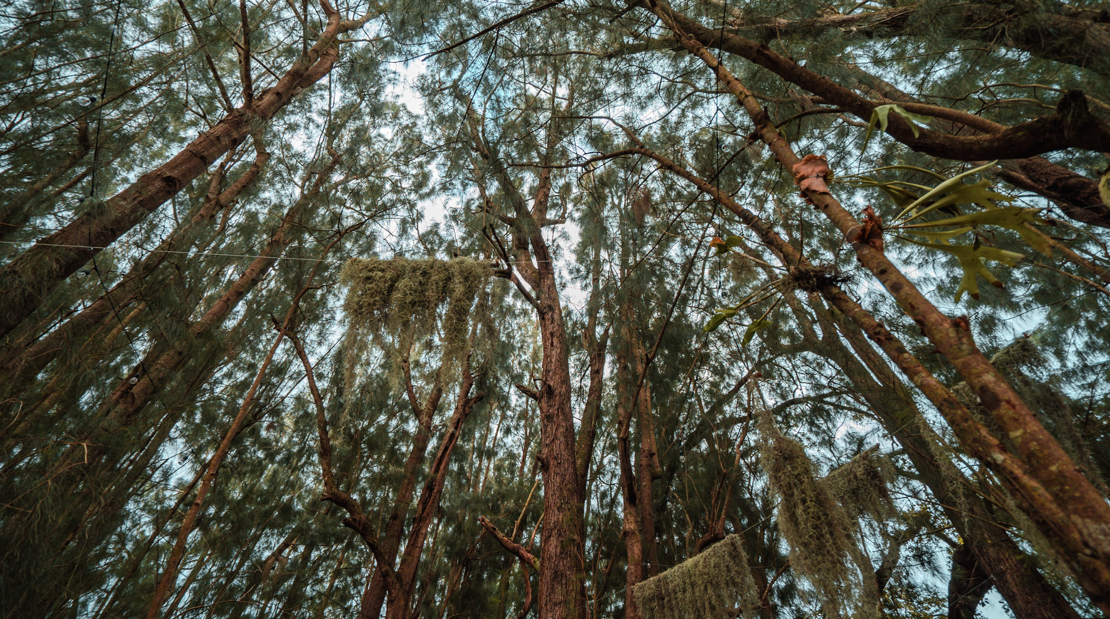 Looking up at tall trees with moss hanging from branches in a dense forest