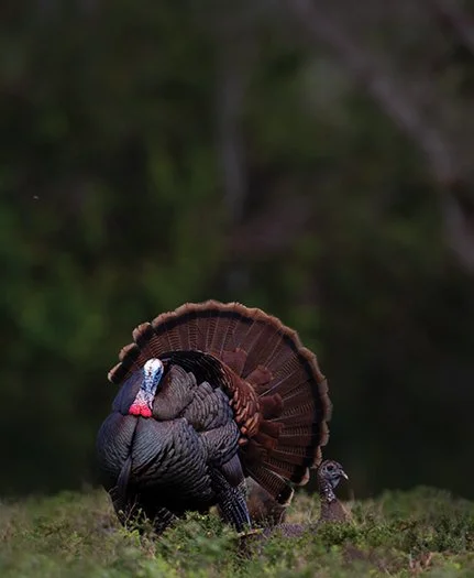 wild turkey