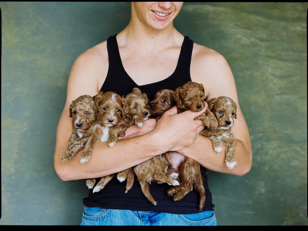 person holds goldendoodle puppies on film