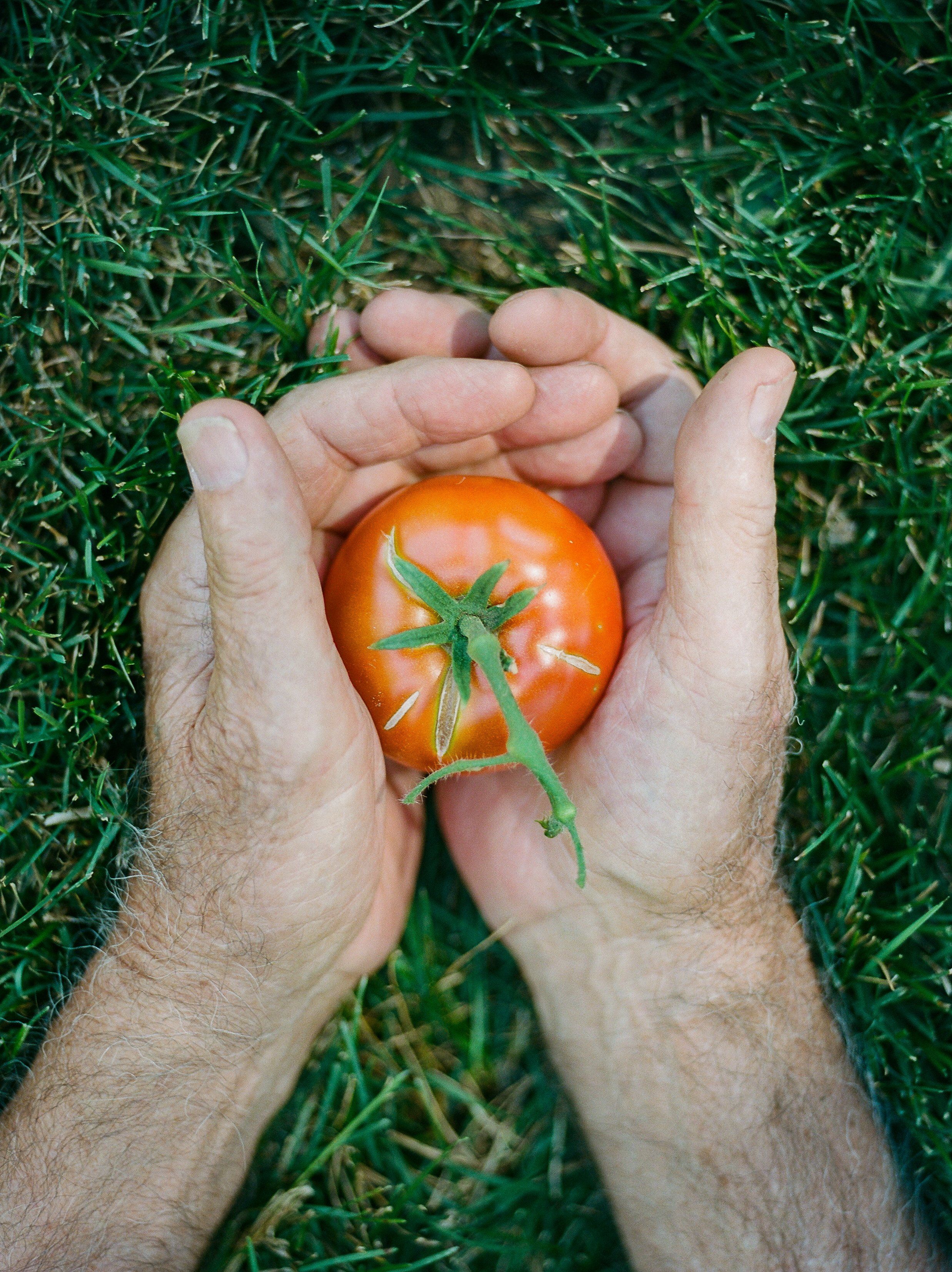 tomato on film.jpg