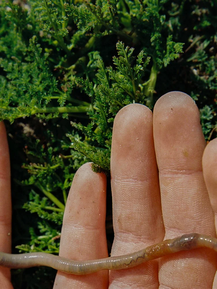 image of boys hands holding worm shot on medium format film