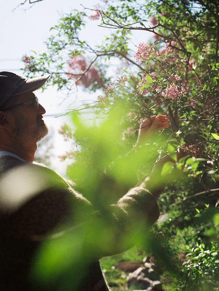 gardener trims lilacs