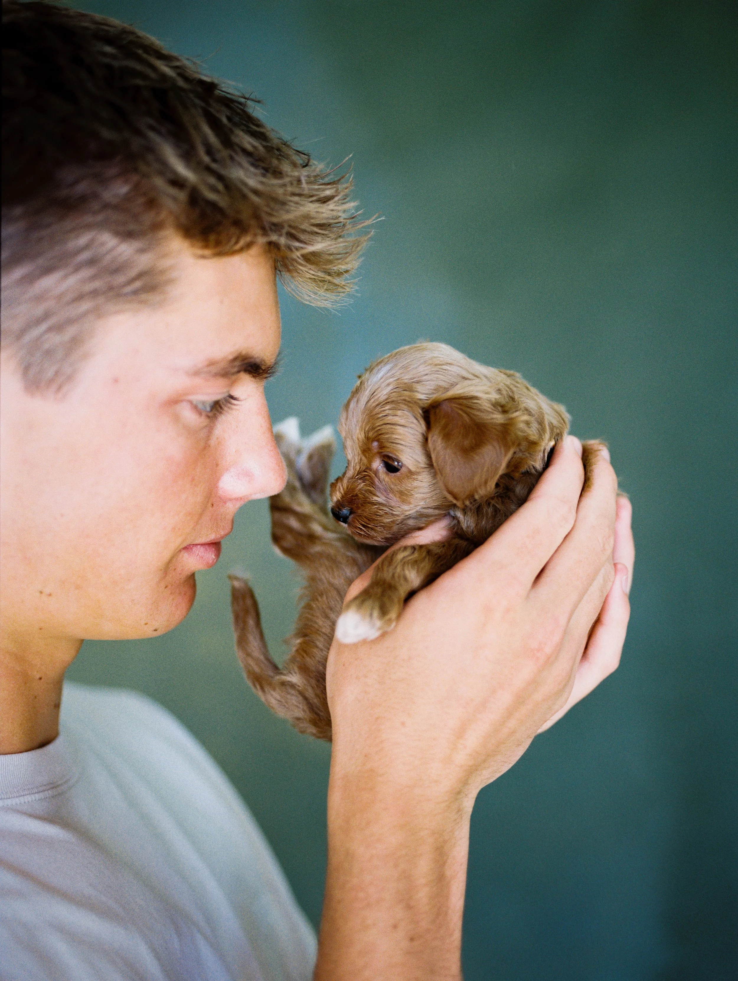 senior portrait with 5 week goldendoodle on green backdrop
