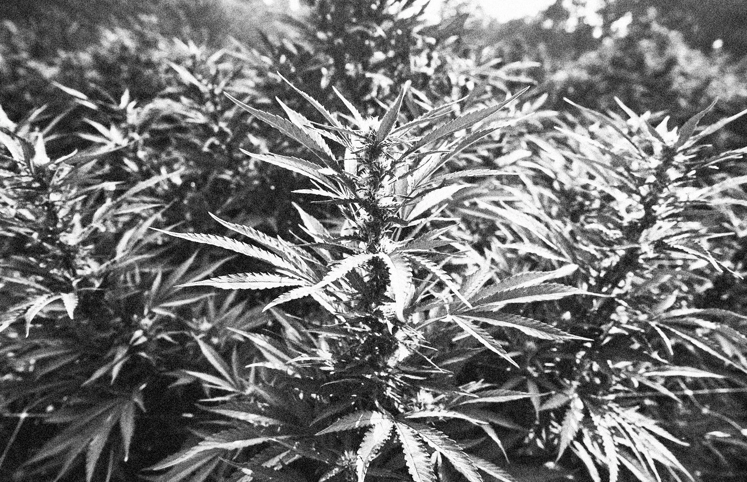 farming_cannabis.jpg