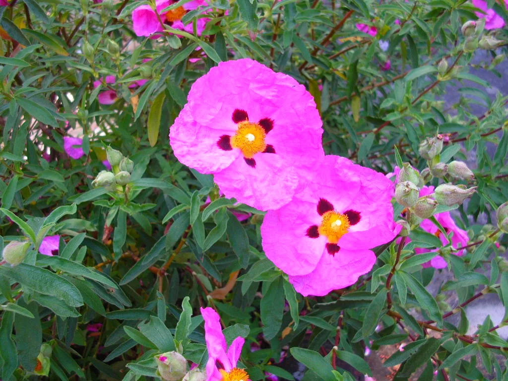 Rock Rose