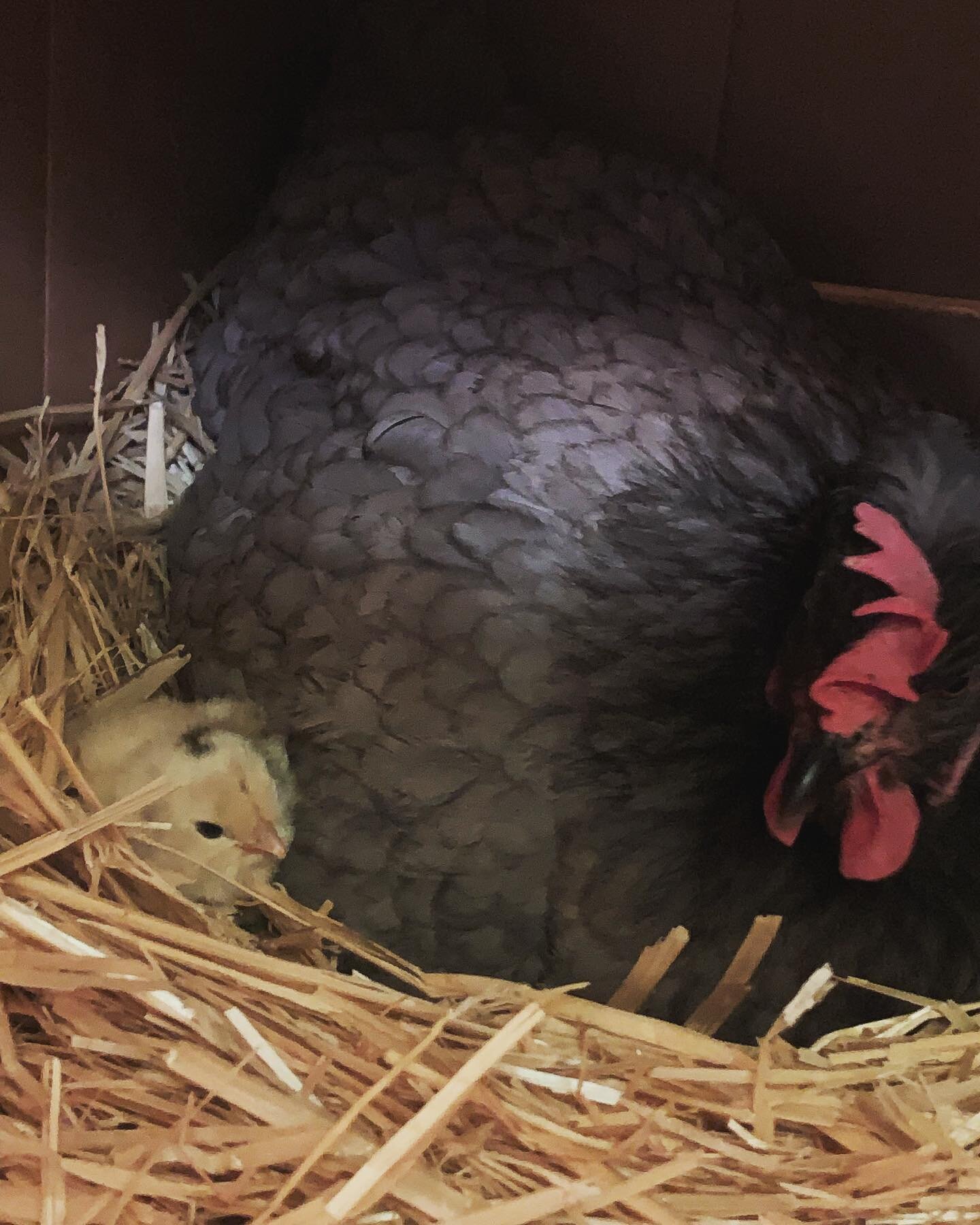 Our first homegrown chick! Pearl, the lovely mama, is still sitting on four&hellip; fingers crossed 💜 #hatchday🐣 #backyardchickens #lovemyhens💕🐓 #galianoisland