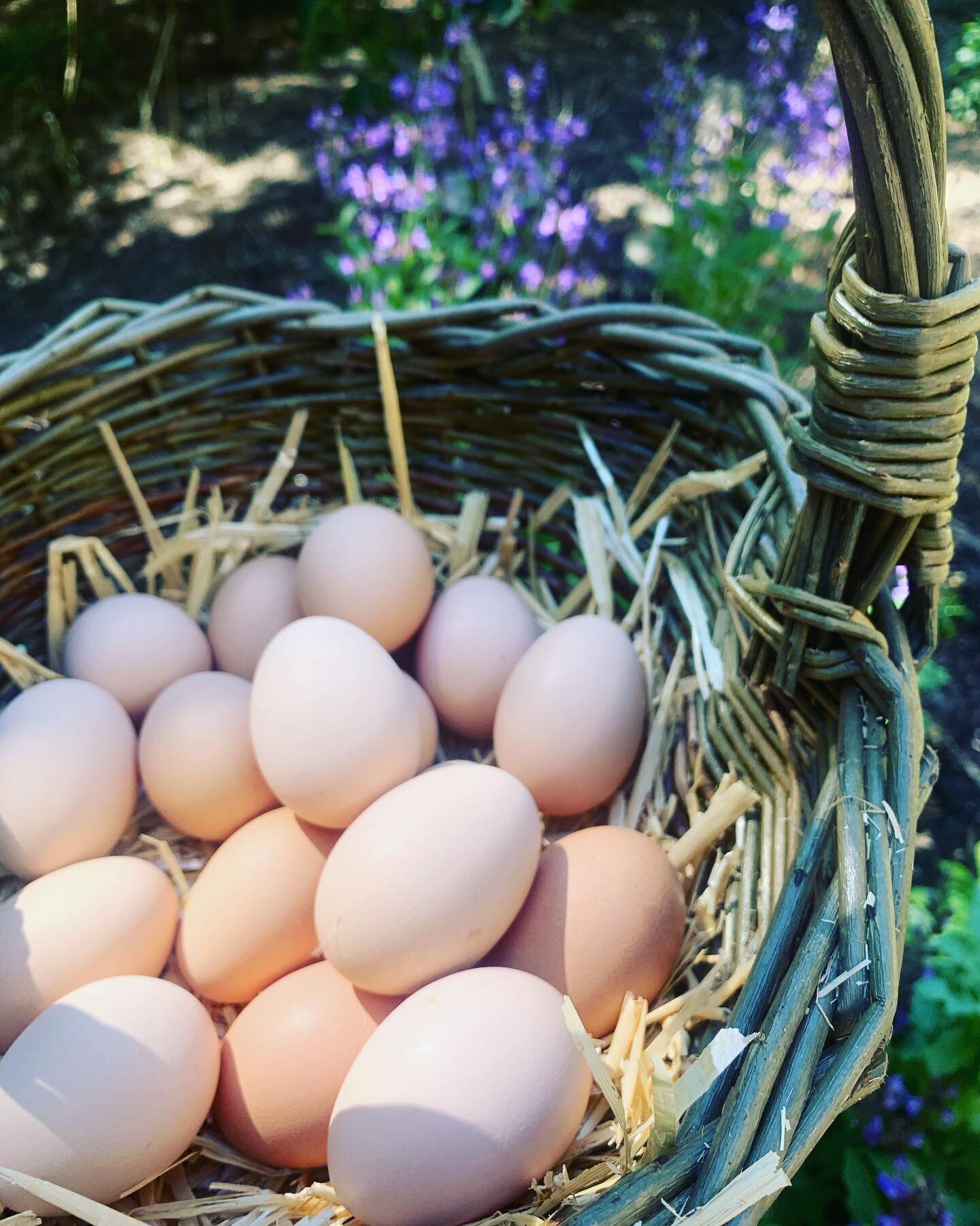 Thank you @joslirocks for the amazing homemade willow basket! Makes my morning egg collecting for our baking that much more pleasant 💜 #eatatsolomonrose #organic #lovemyhens💕🐓 #handwovenbasket #summergardens #galianoisland