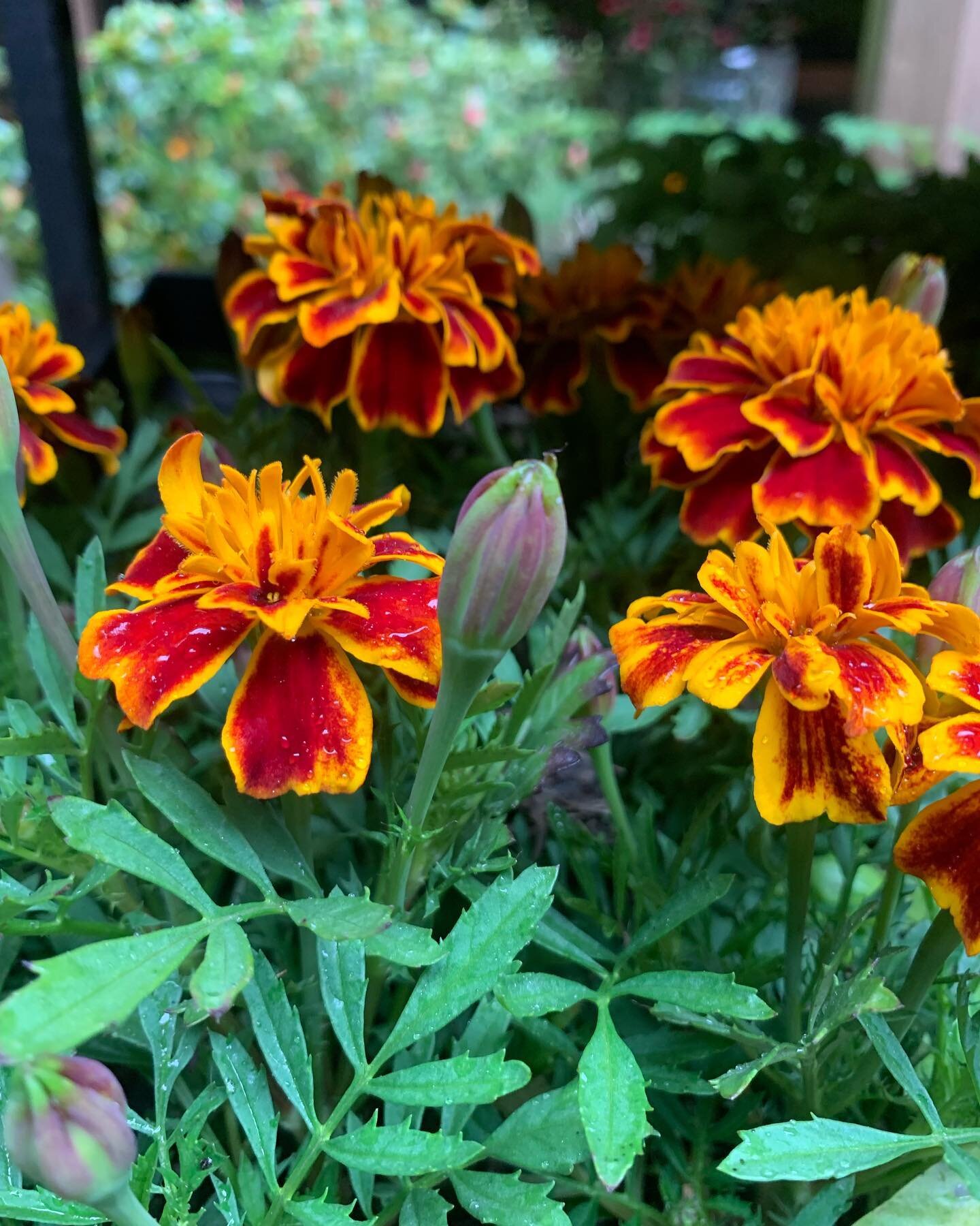 Flowers are here! Hanging baskets and bedding plants and veggie starts mmmm🌱💕 open Friday &amp; Saturday 10am - 2pm. NOTE: due to a crewing issue, there will not be espresso this weekend. Join us next weekend for perennials and more annuals! And es