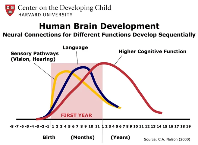 brain-development-large.jpg