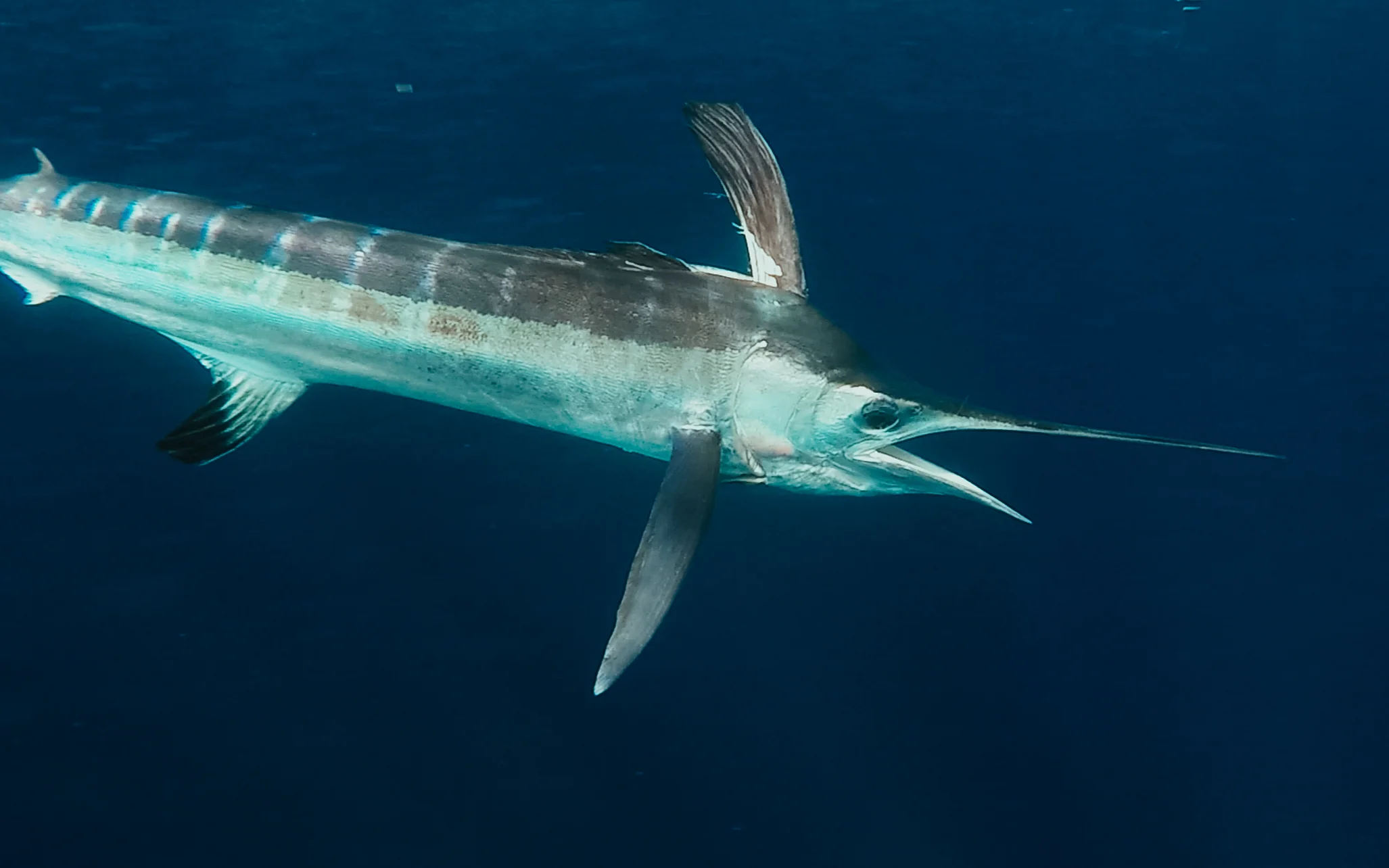 Marlin Underwater 4.jpg