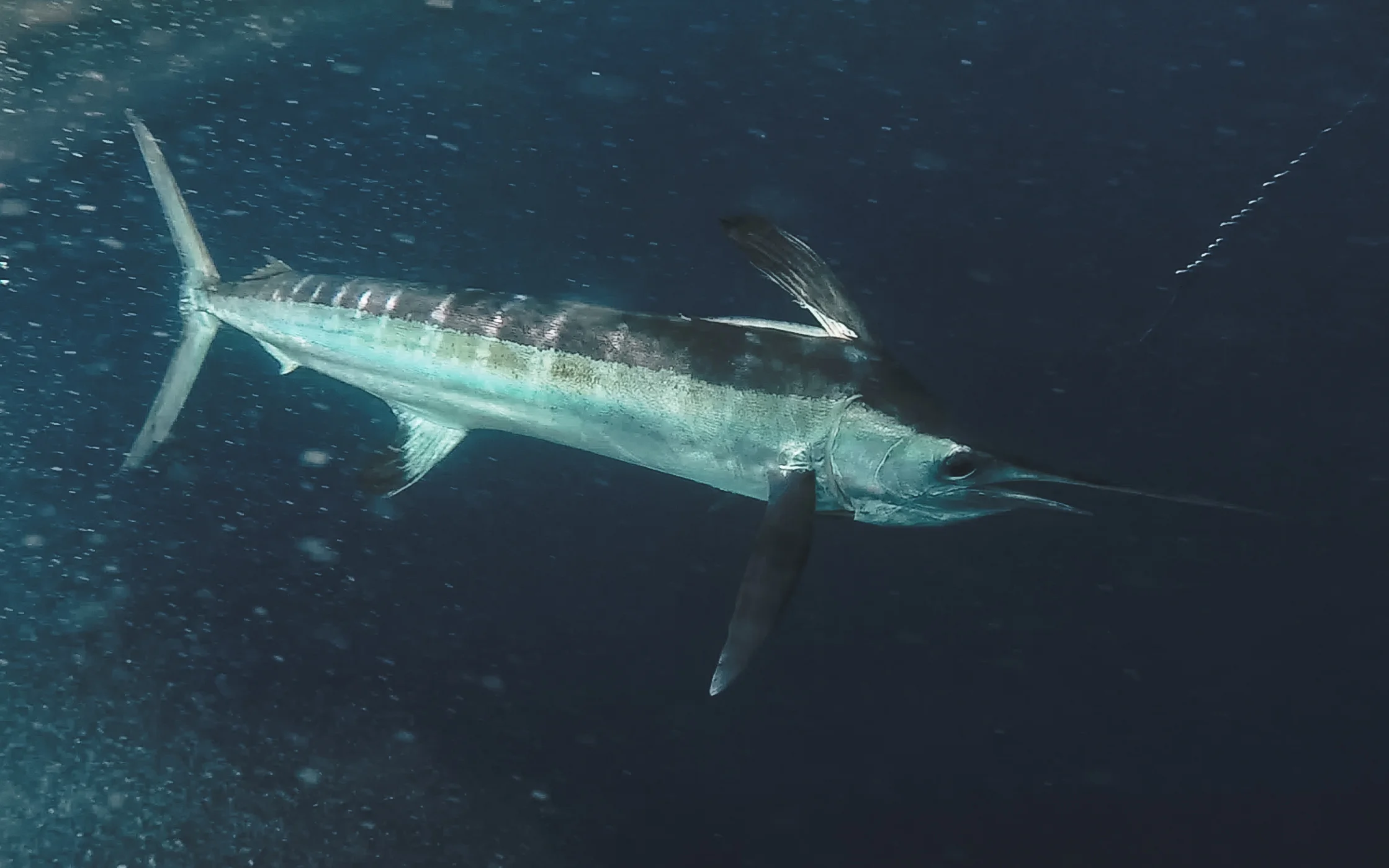Marlin Underwater 2.jpg