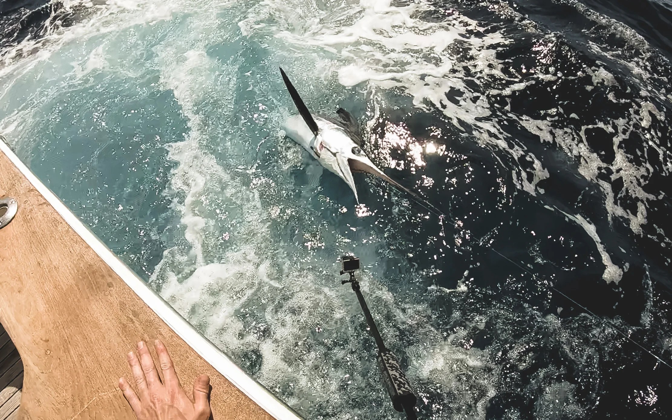 Marlin Underwater-5.jpg